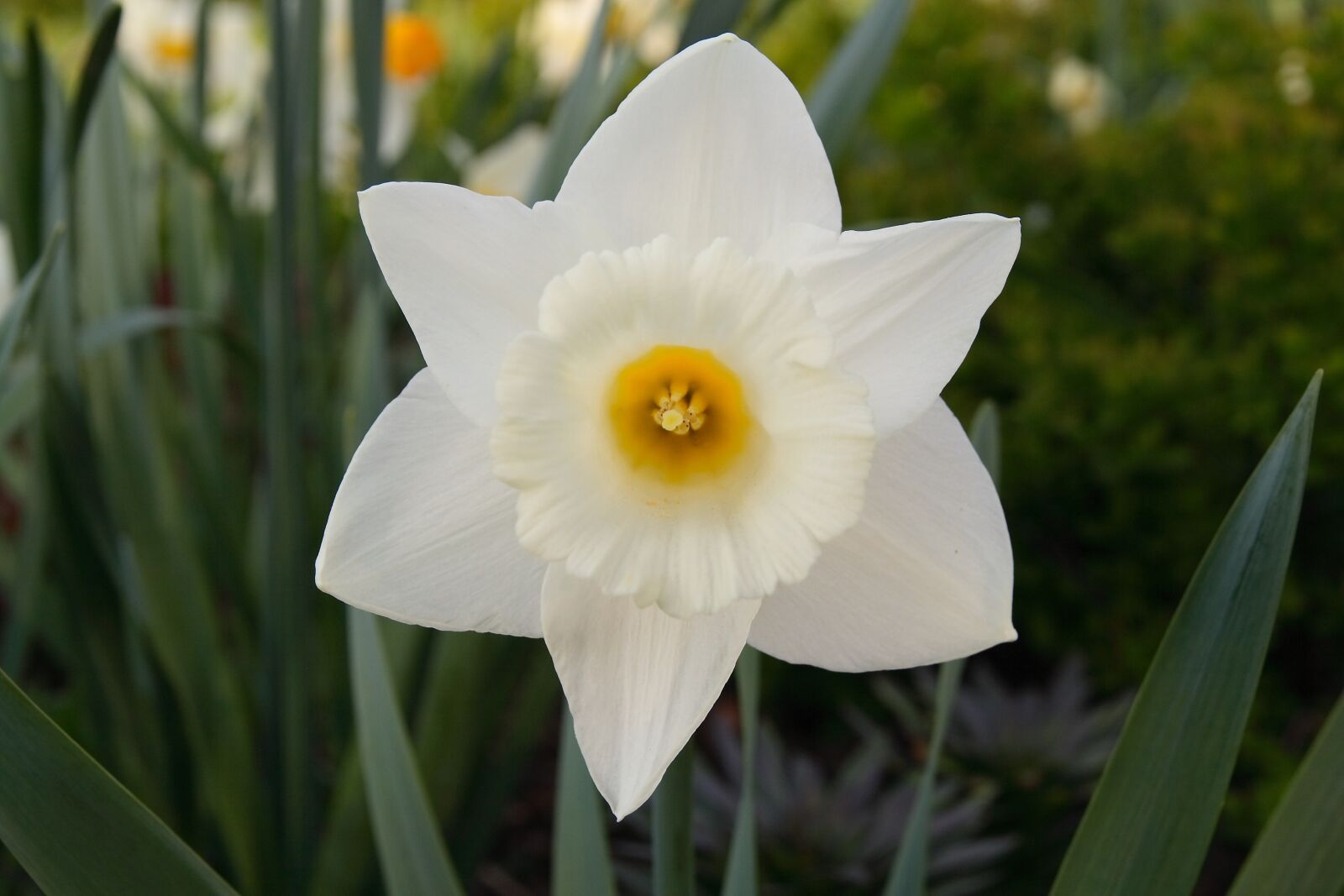Canon EOS 400D (EOS Digital Rebel XTi / EOS Kiss Digital X) sample photo. Narcissus, flower, white photography
