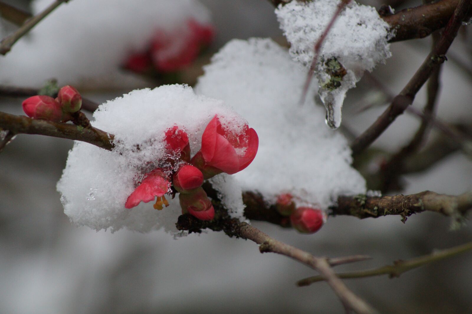 Sony SLT-A58 sample photo. Flower, snow, winter photography