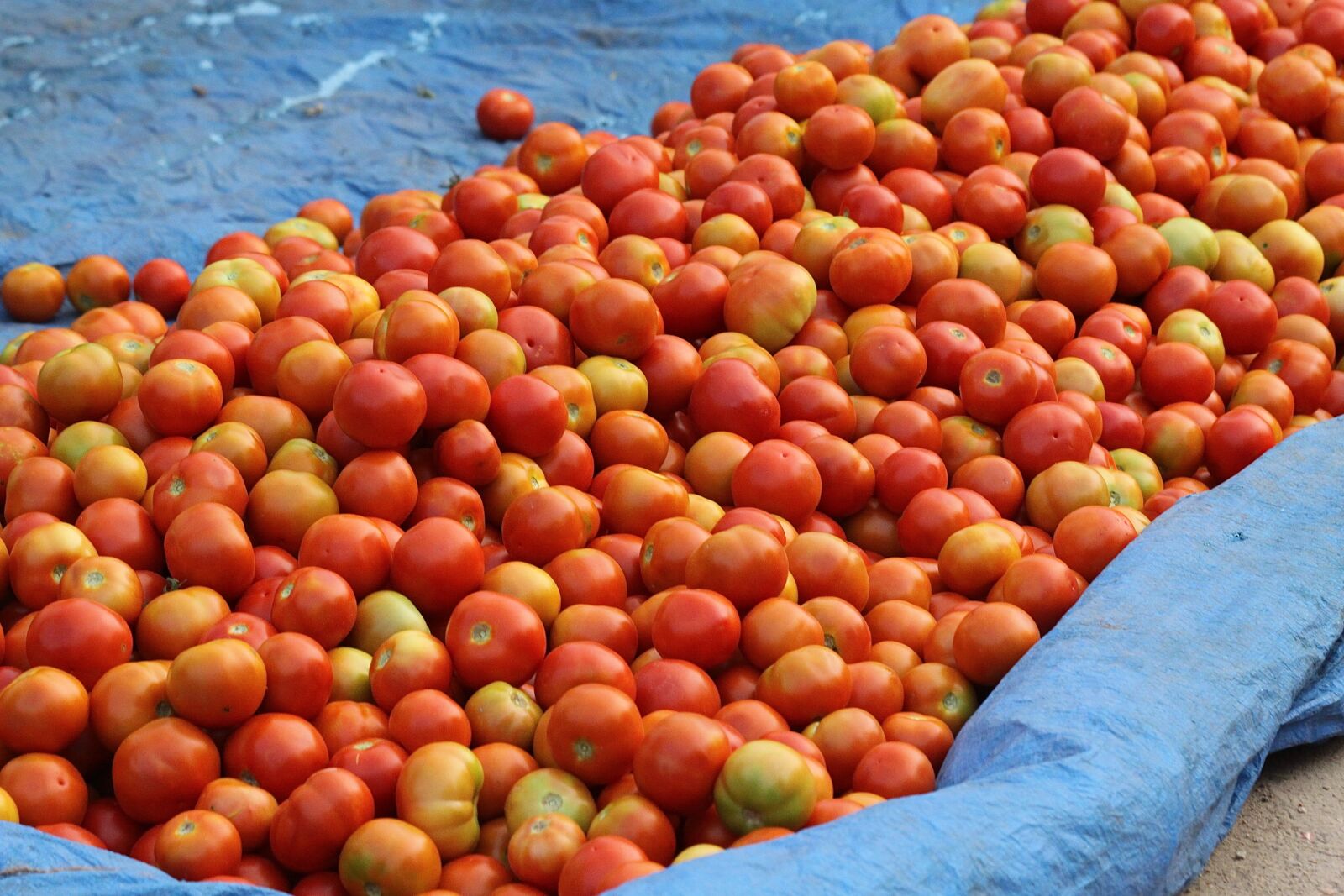 Canon EOS 50D sample photo. India, street market, tomatoes photography