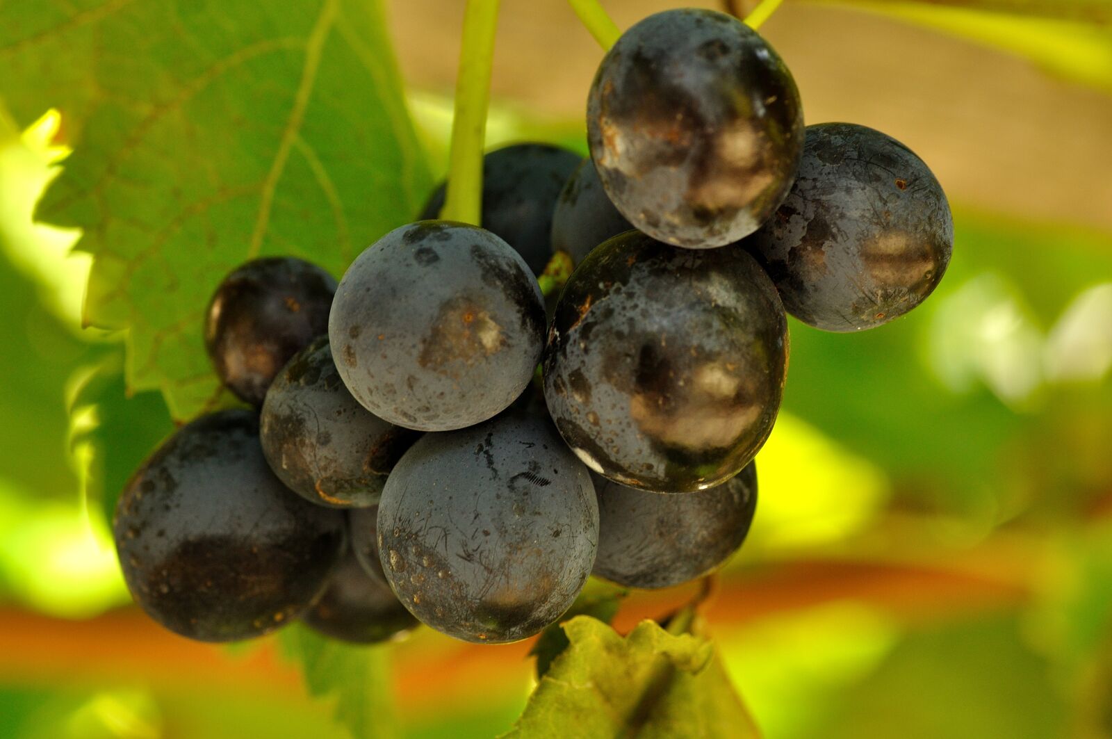 Nikon D90 sample photo. Wine, grapes, fruits photography