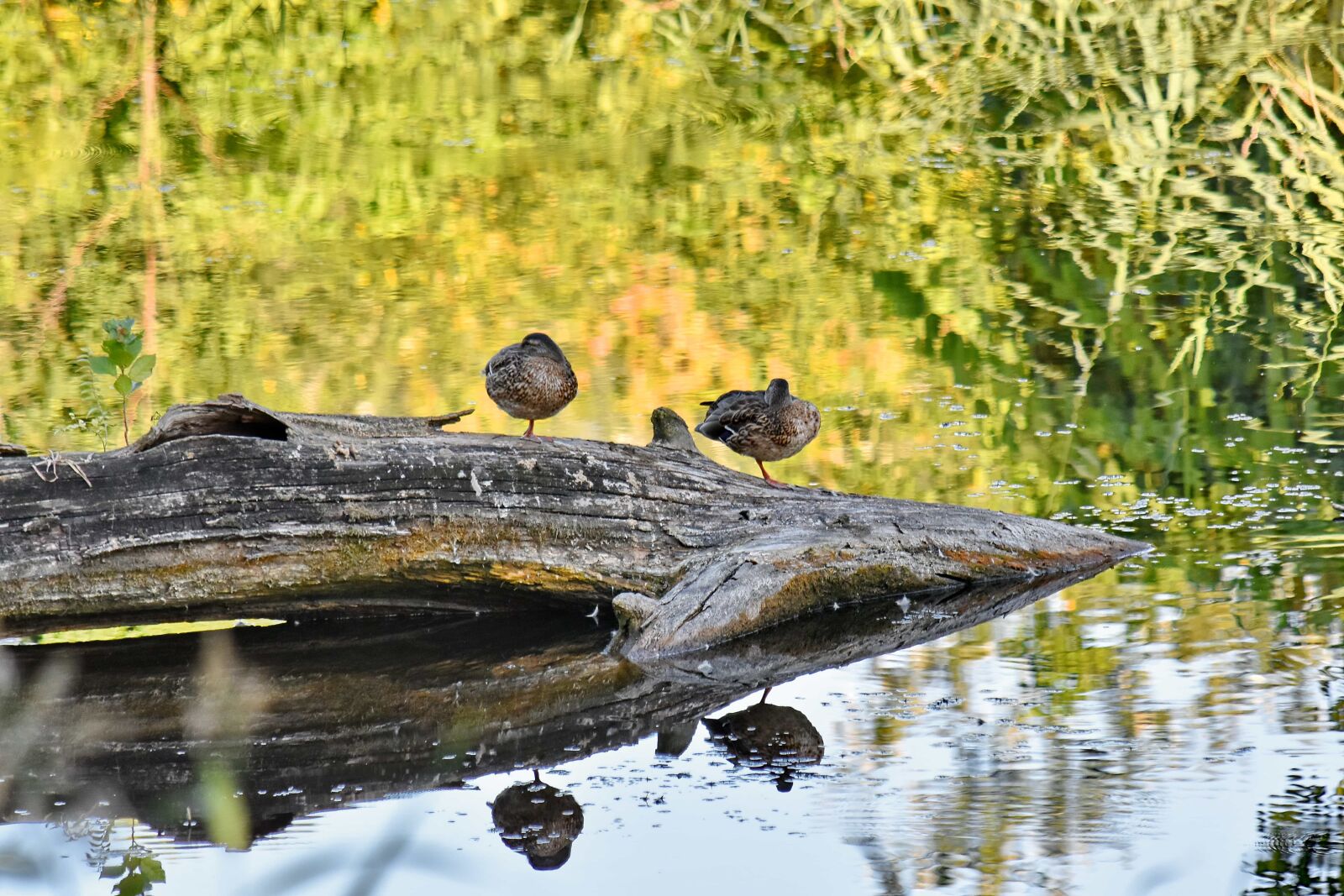 Nikon D5500 sample photo. Ducks, swamp, wildlife, nature photography