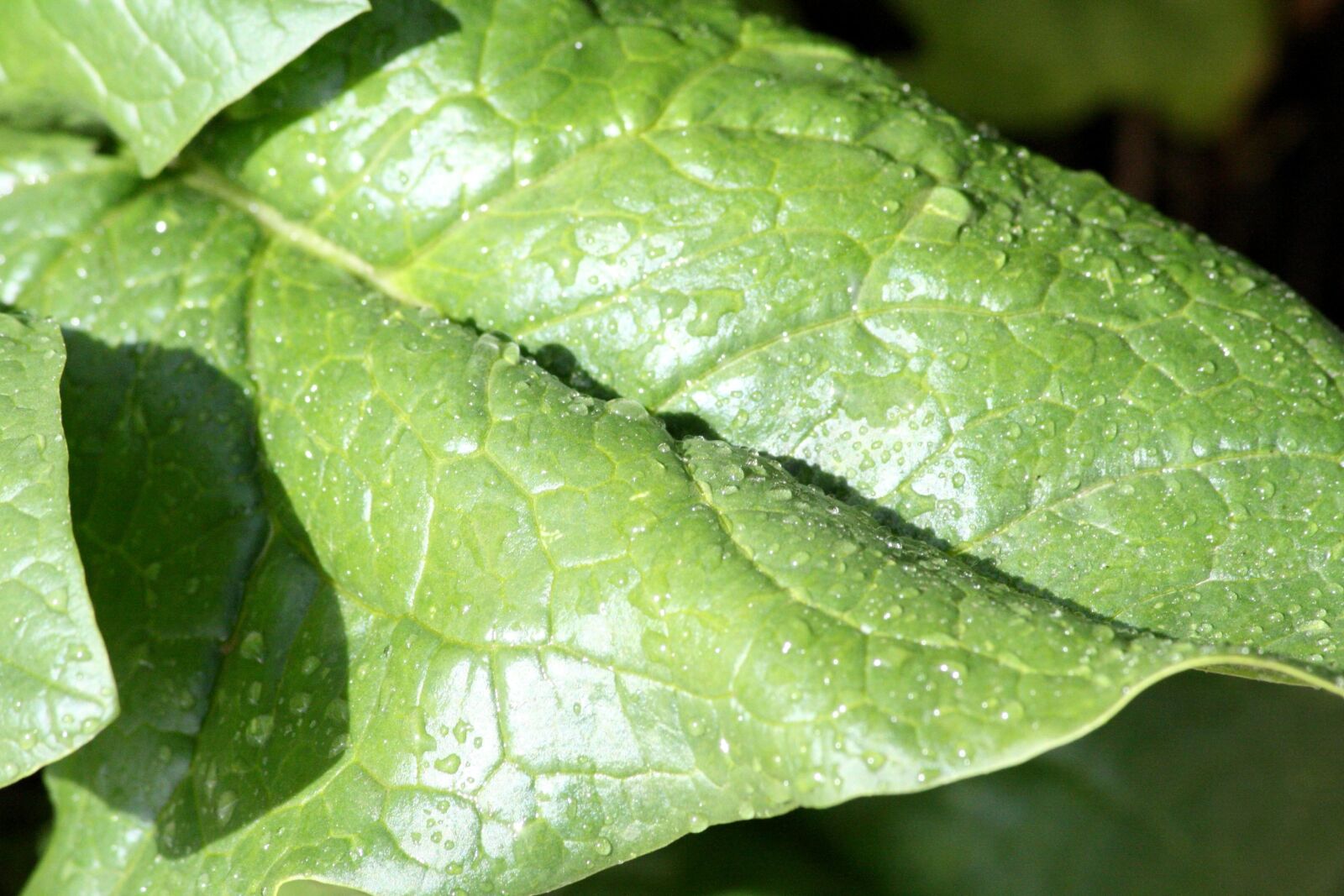 f/4-5.6 IS II sample photo. Spinach leaf, dew, close photography