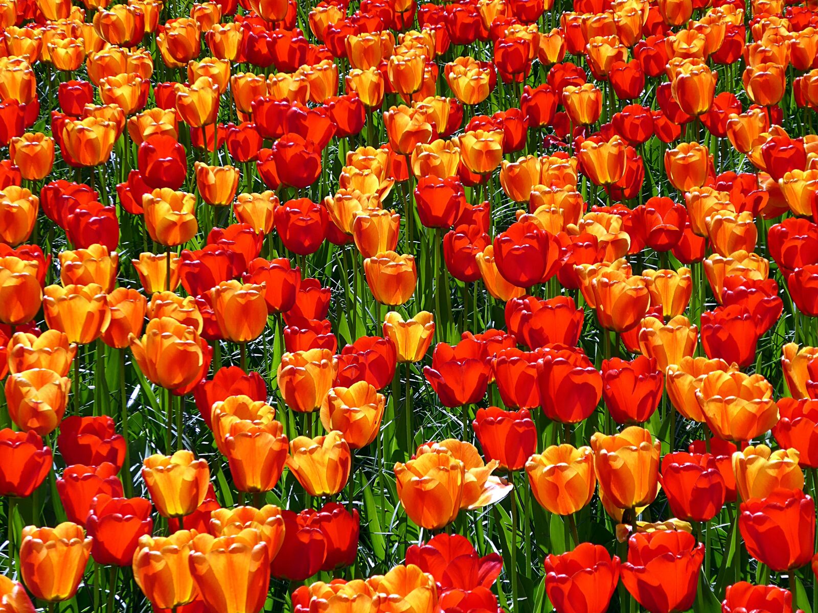 Panasonic Lumix DMC-ZS50 (Lumix DMC-TZ70) sample photo. Tulip, red, orange photography