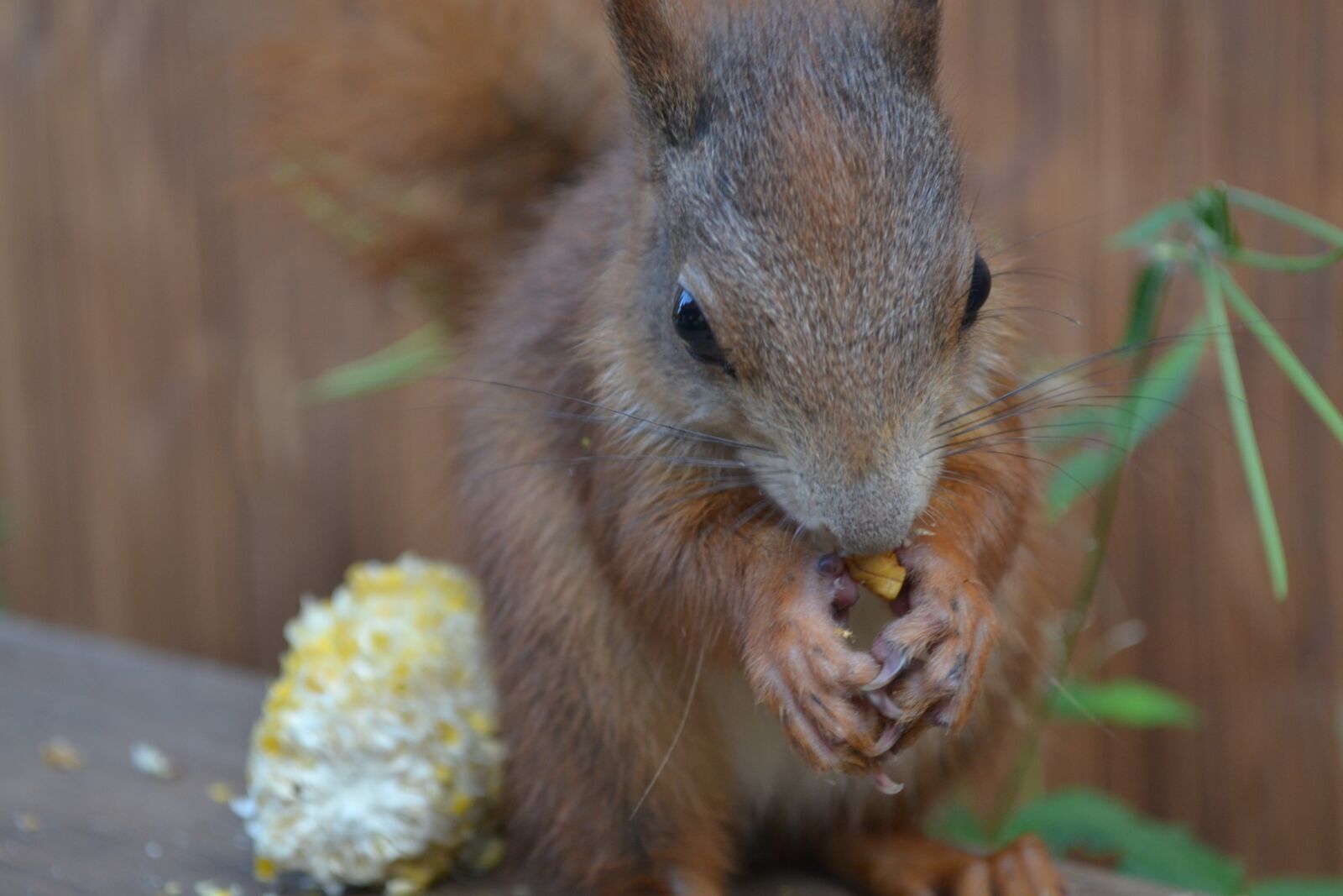 Nikon D3100 sample photo. Squirrel, animal, cute photography