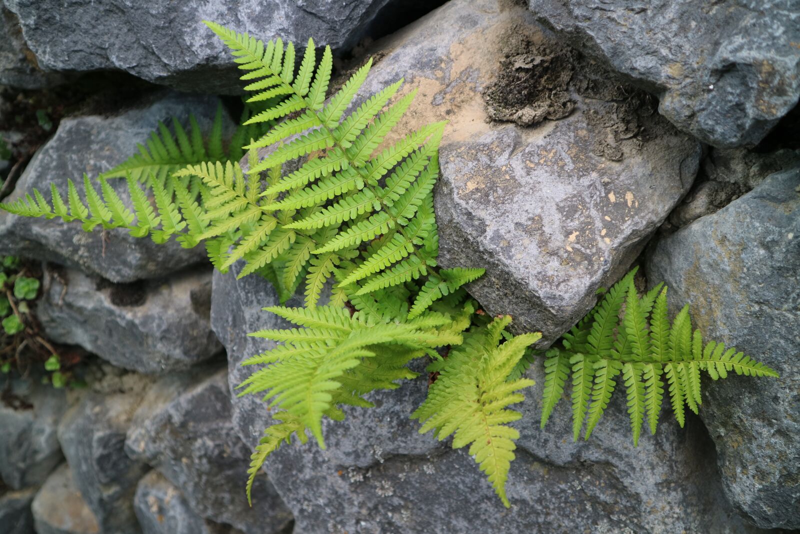 Canon EOS M3 sample photo. Fern, wall, stone photography
