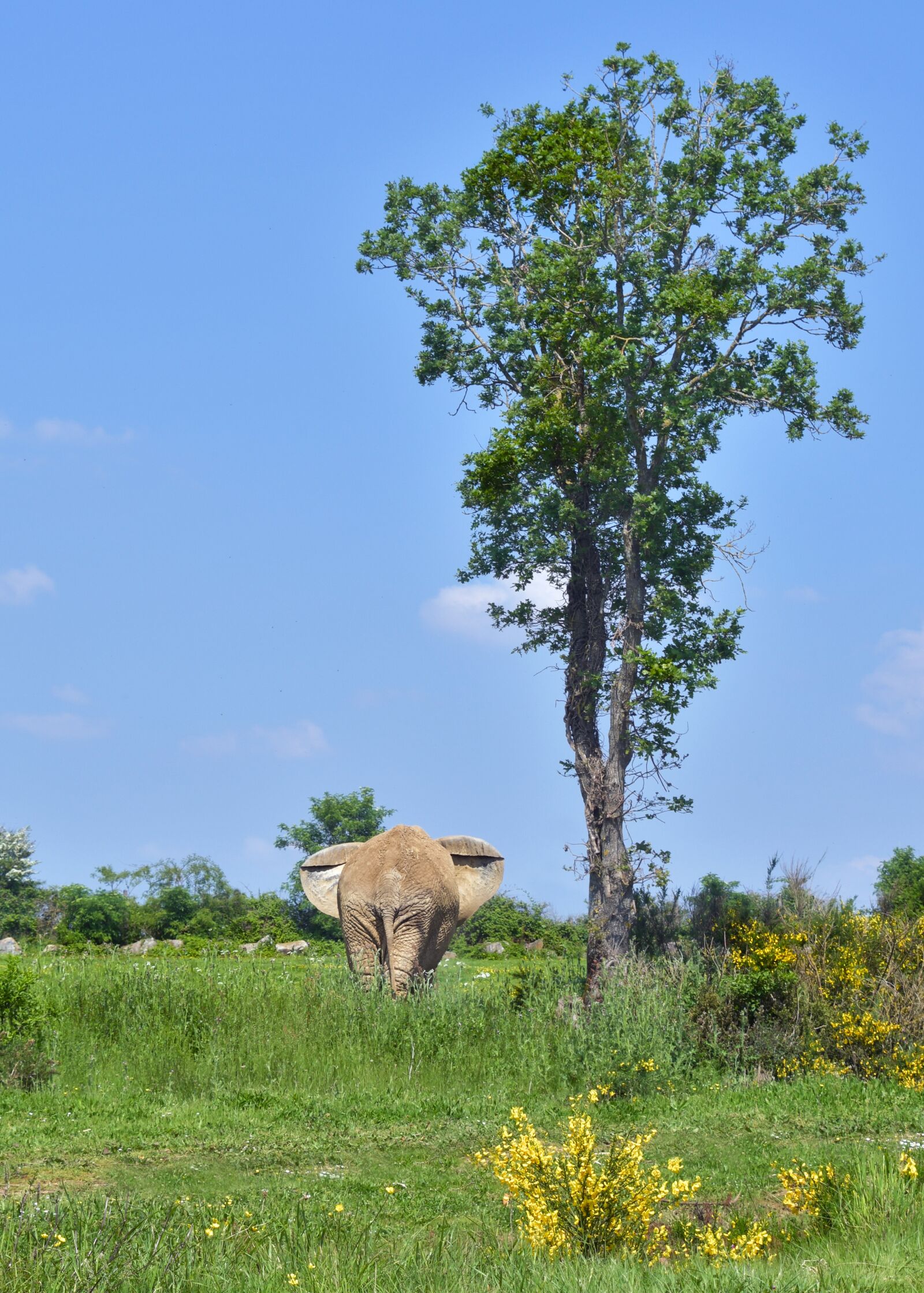 Nikon D500 sample photo. Elephant, tree, animal photography