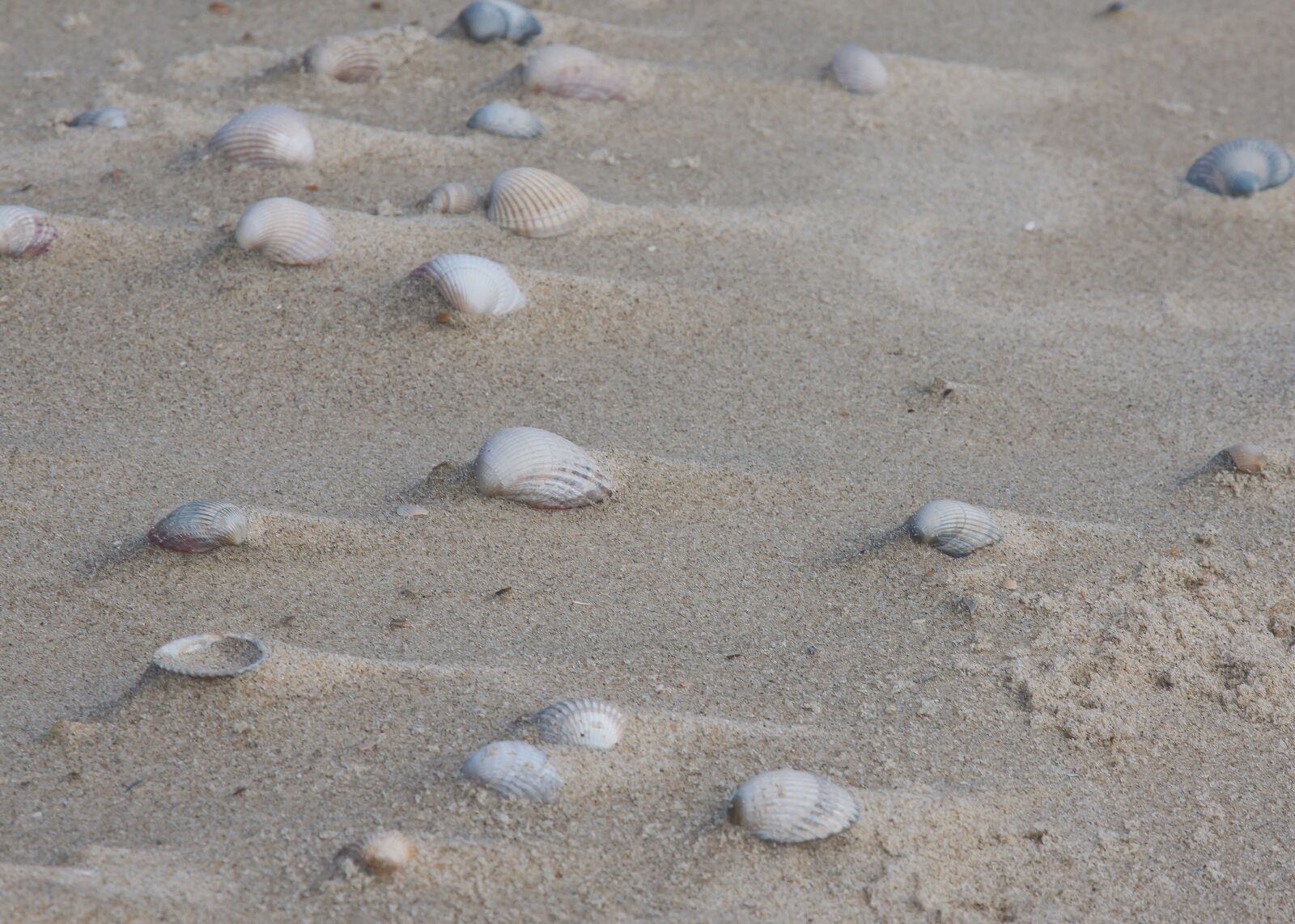 Canon EOS 50D + Canon EF 24-105mm F4L IS USM sample photo. Mussels, sand, windspiel photography