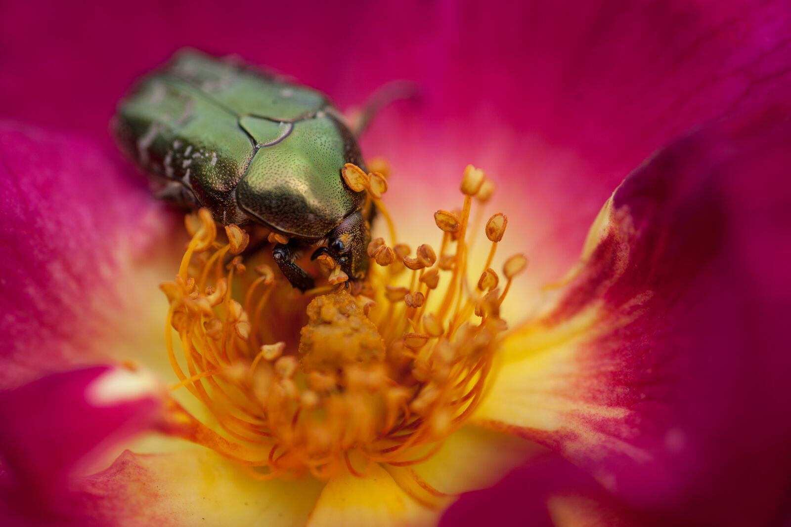 Canon EOS 5D Mark II sample photo. Rose beetle, beetle, flower photography