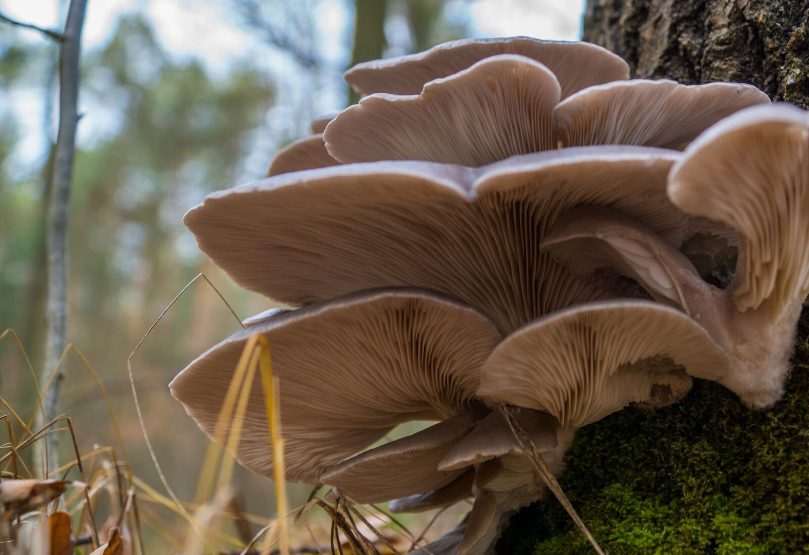 Sony ILCA-77M2 sample photo. Mushroom, nature, oyster photography