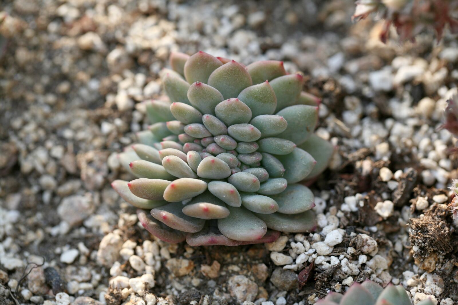 Canon EOS 5D sample photo. A fleshy plant, fleshy photography