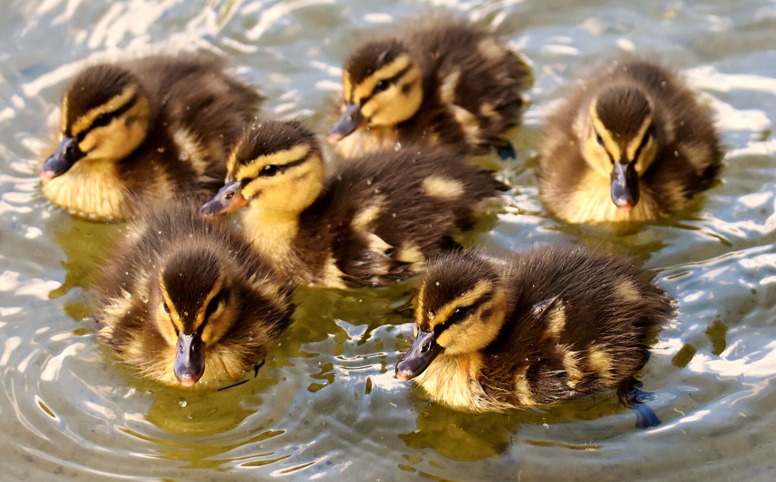 Nikon D7200 sample photo. Mallard, chicks, baby photography