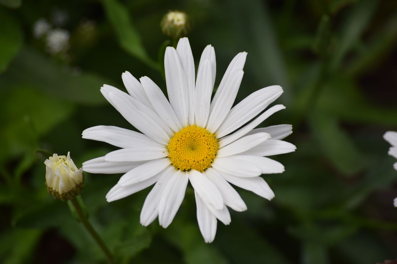 Nikon D3300 sample photo. White, daisy, flower photography