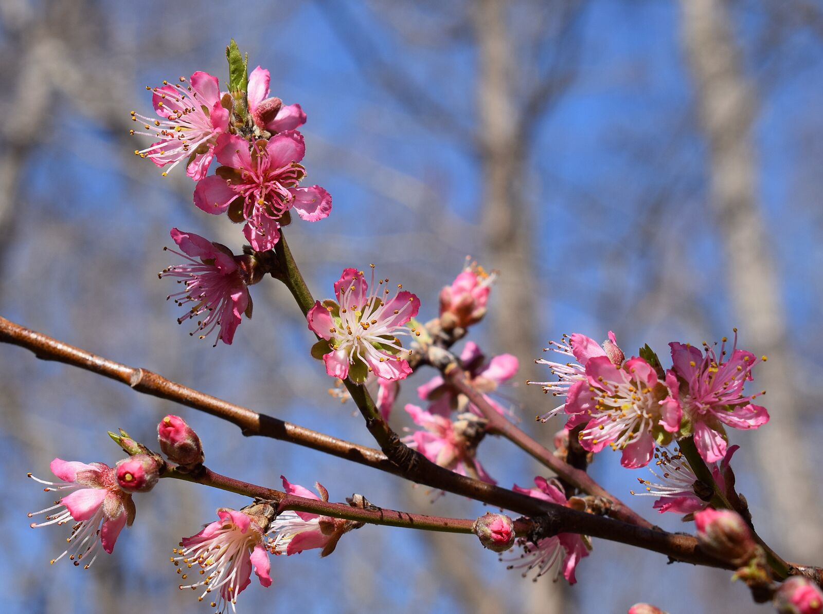 Nikon D3300 sample photo. Peach blossoms, peach tree photography