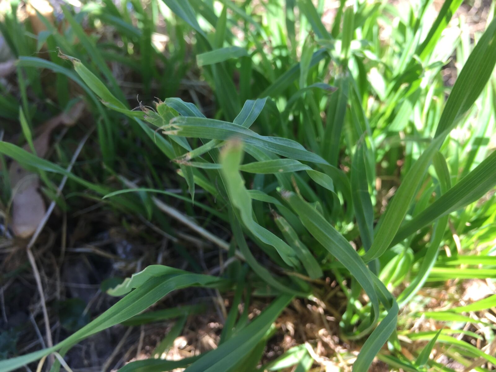 Apple iPhone 6 sample photo. Grass, closeup, green, sunshine photography
