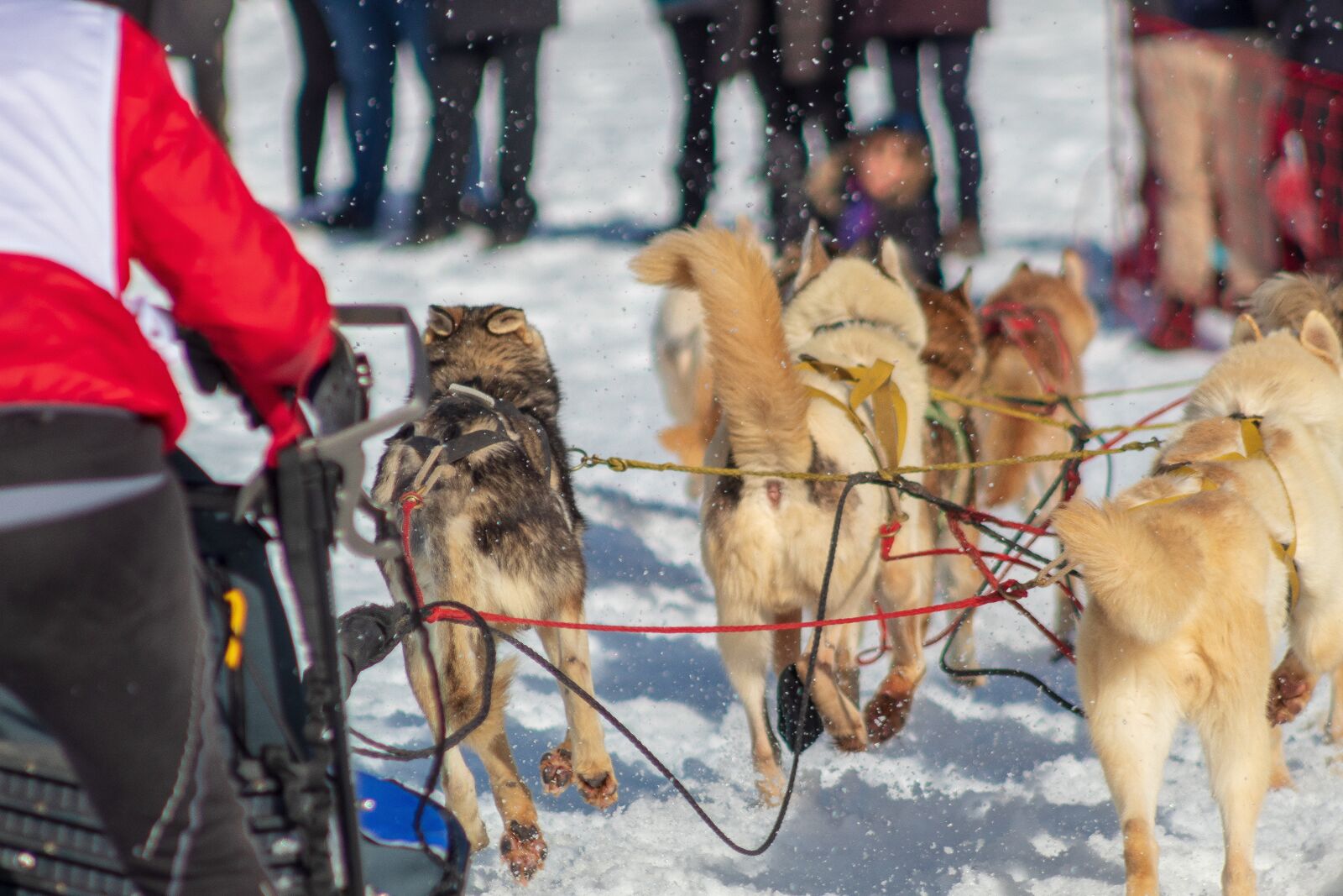 Canon EOS 4000D (EOS Rebel T100 / EOS 3000D) sample photo. Dog, sleds, snow photography