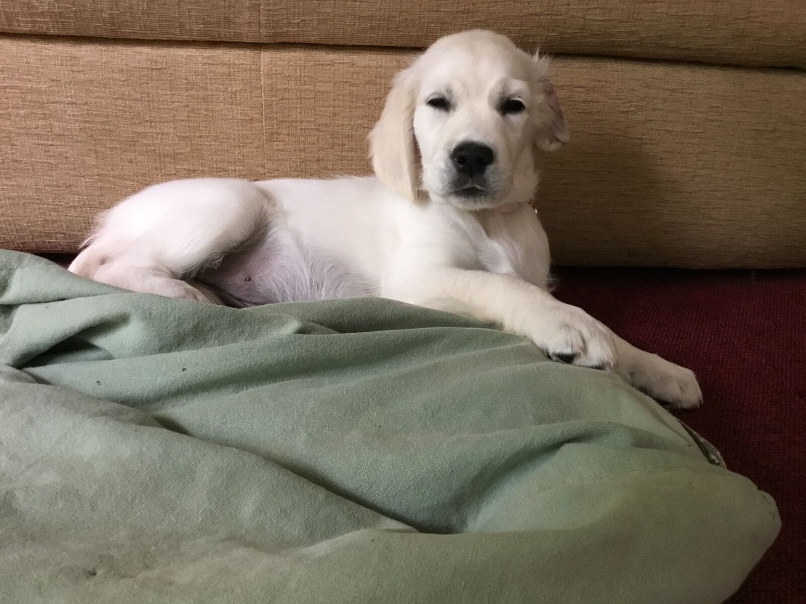 Apple iPad (5th generation) sample photo. Puppy, sitting, retriever photography