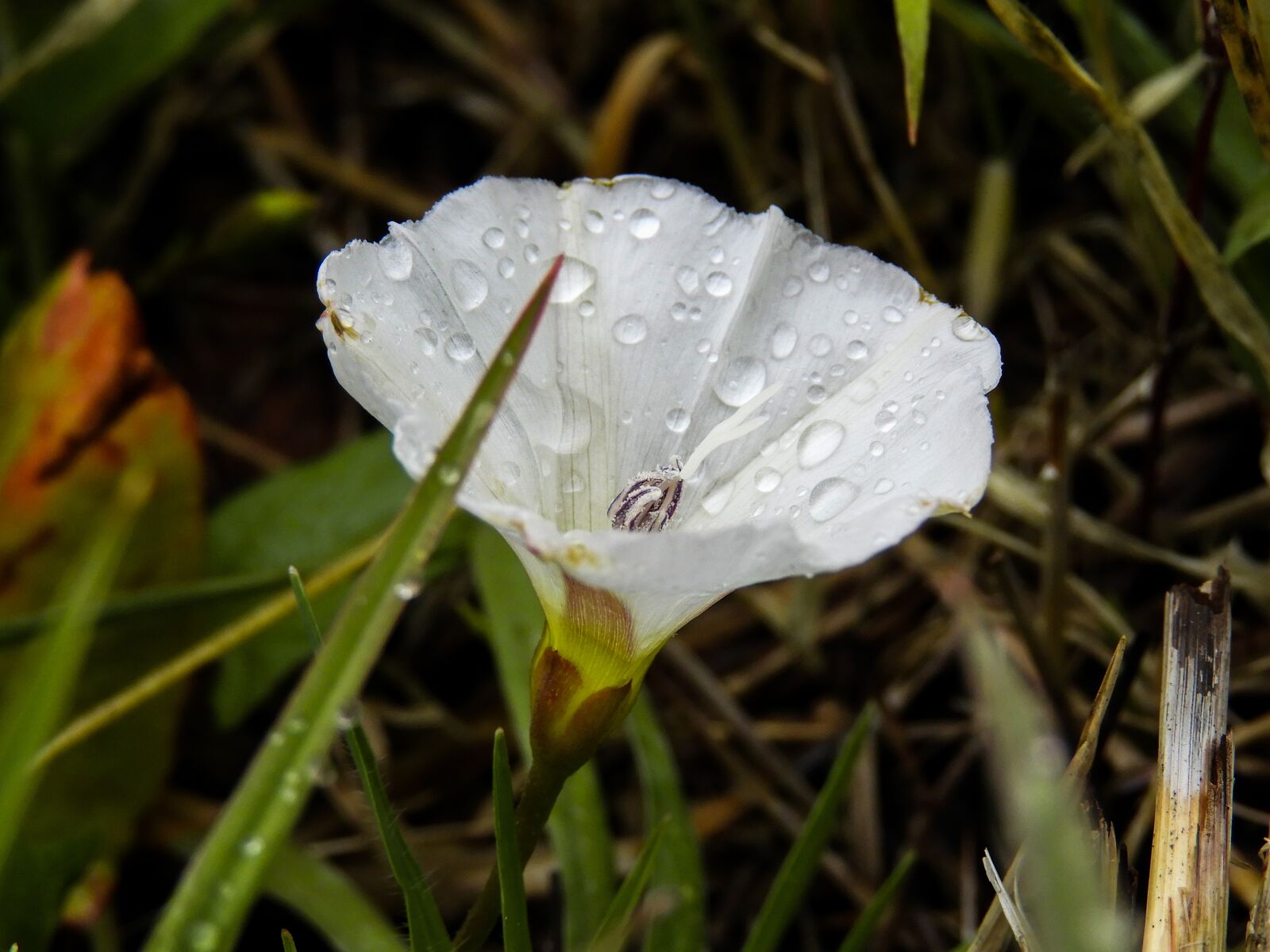 Nikon Coolpix B700 sample photo. Flower, spring, nature photography