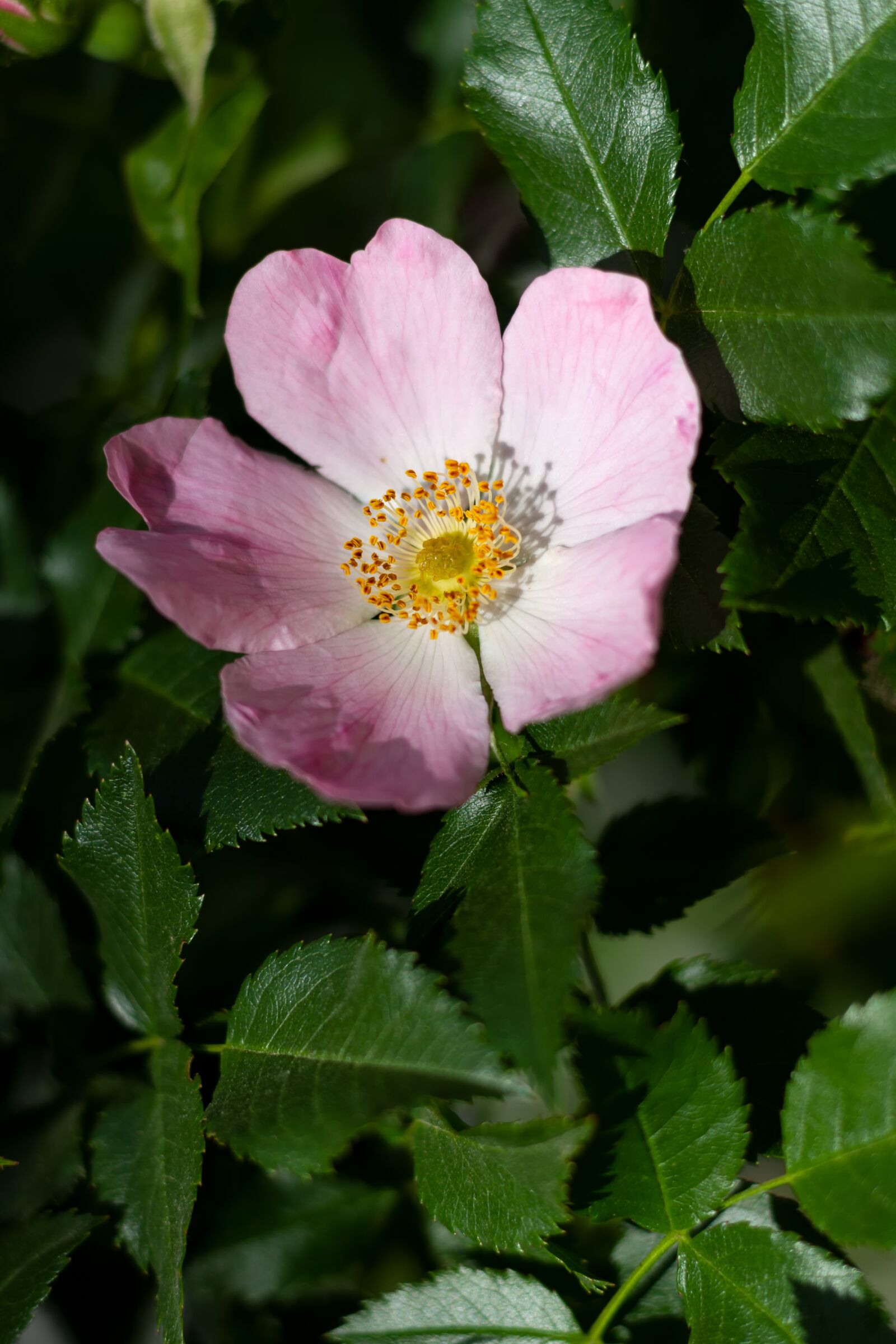 Canon EOS 7D sample photo. Rose hip, flower, bloom photography