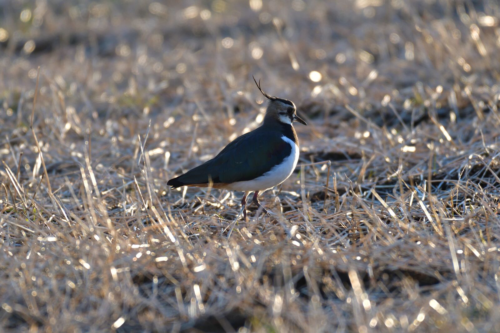 Nikon D500 sample photo. Wild animals, natural, bird photography