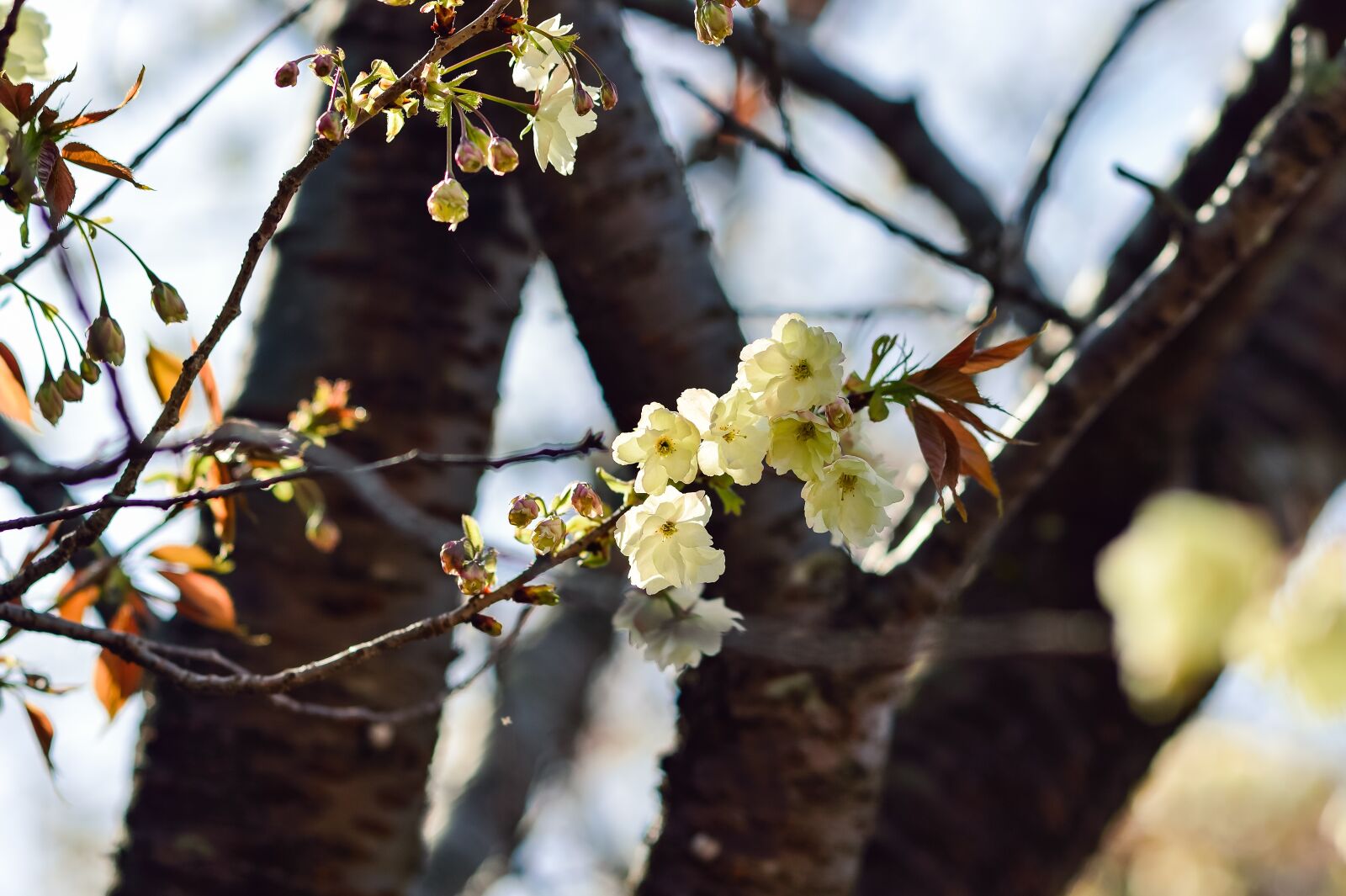 Nikon Df sample photo. Flowers, natural, cherry photography