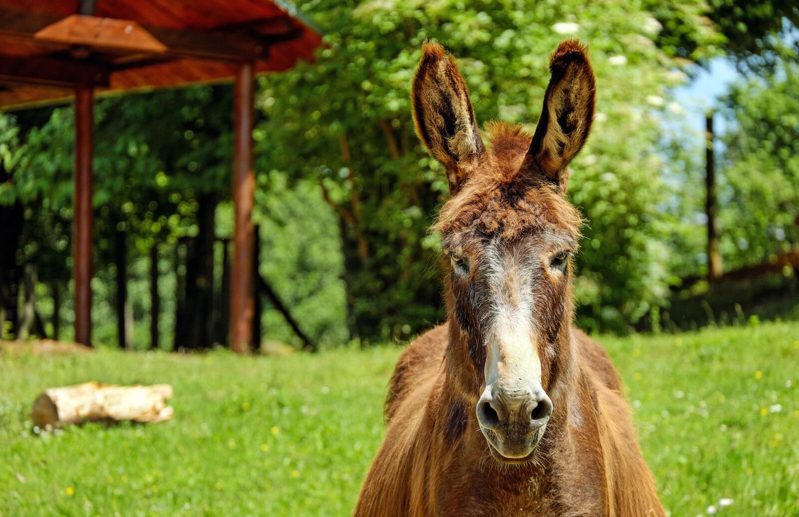 Fujifilm X-T10 + Fujifilm XC 50-230mm F4.5-6.7 OIS sample photo. Donkey, mule, animal photography