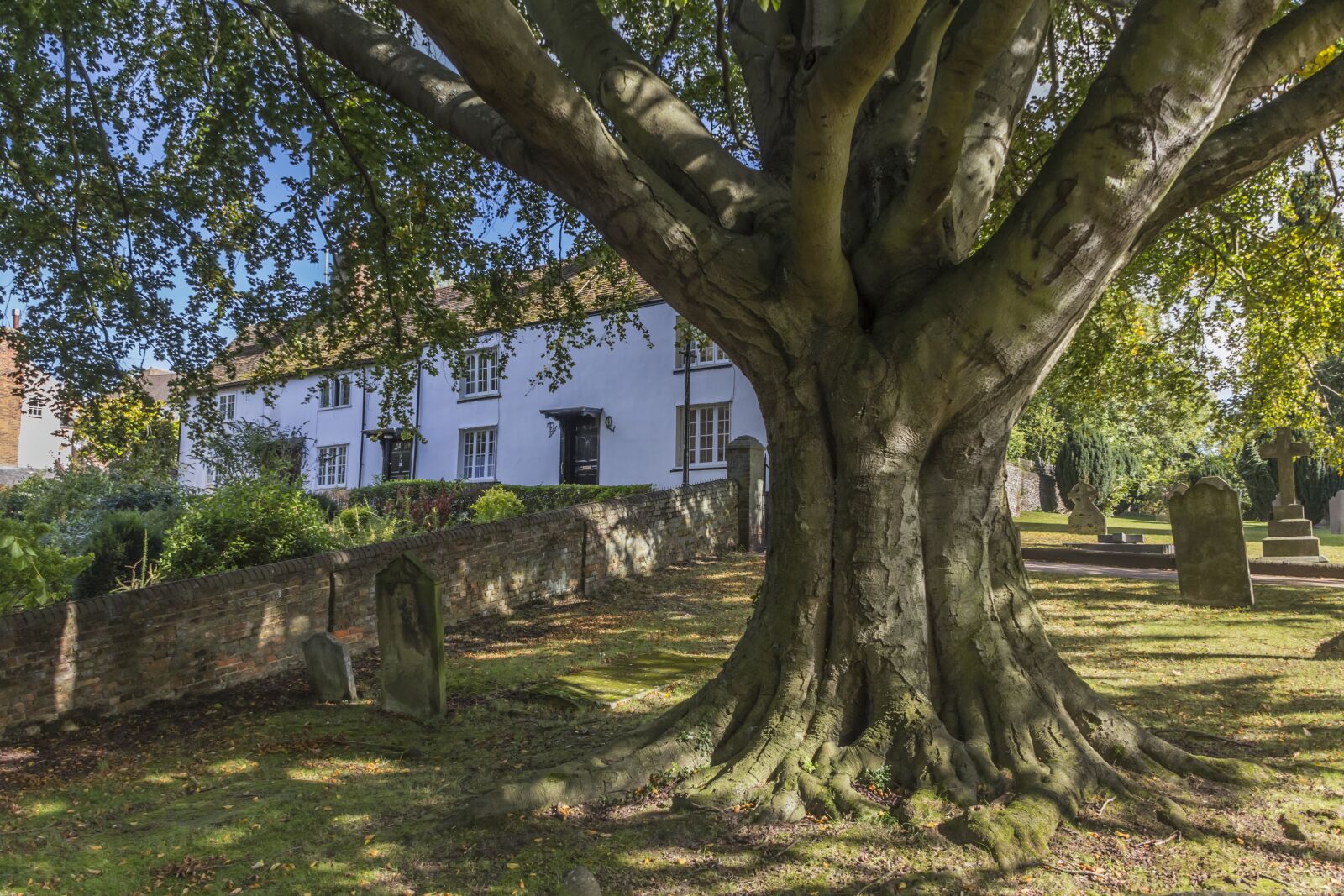 Canon EOS 60D sample photo. Oak, tree, oak tree photography