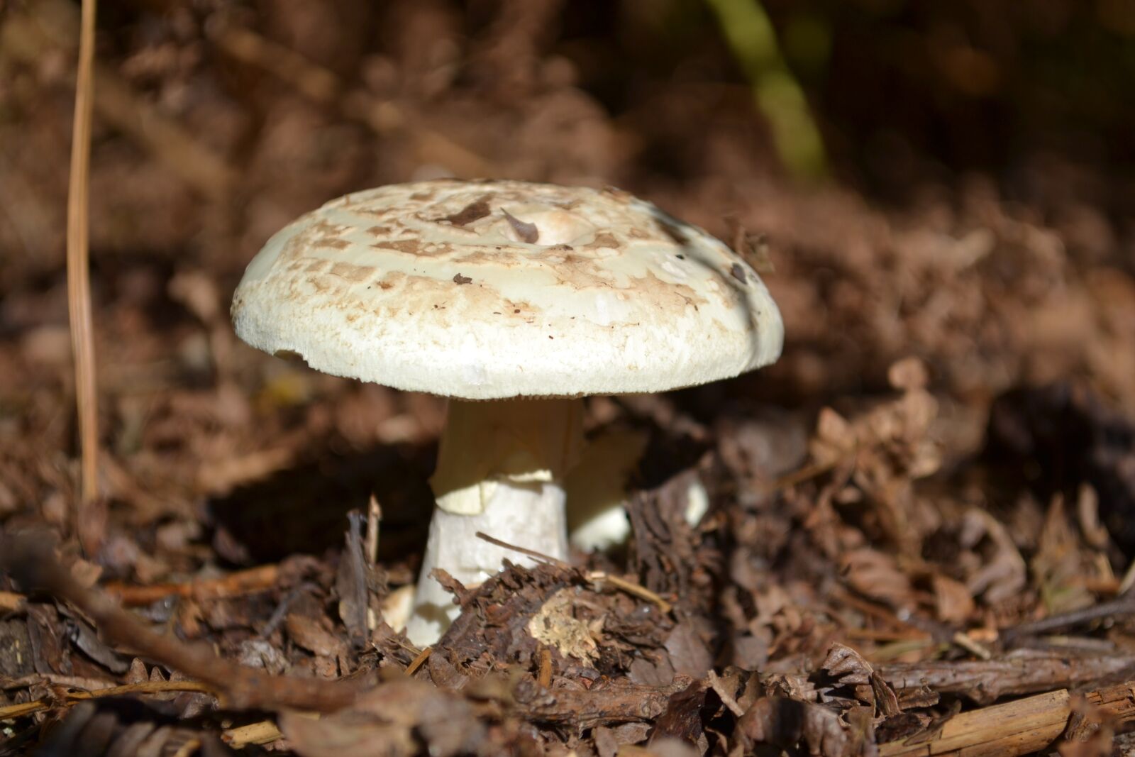 Nikon D3100 sample photo. Toad, stool, woodland photography