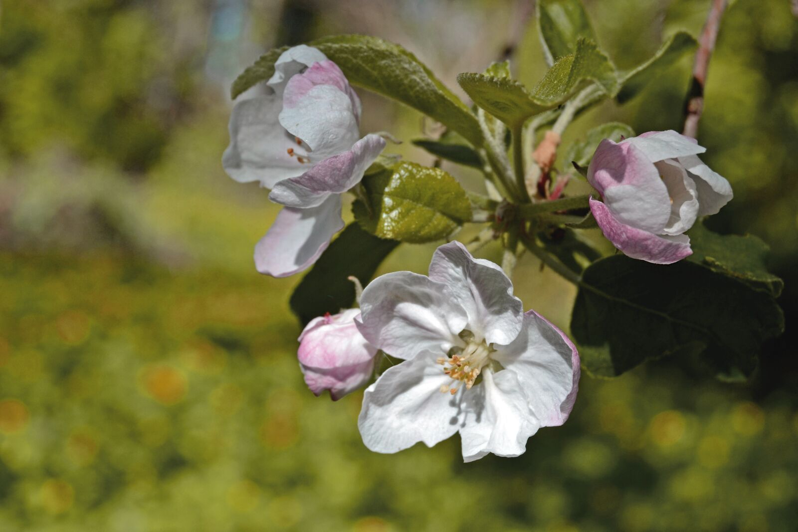 Nikon D3100 sample photo. Flowers, tree, spring photography