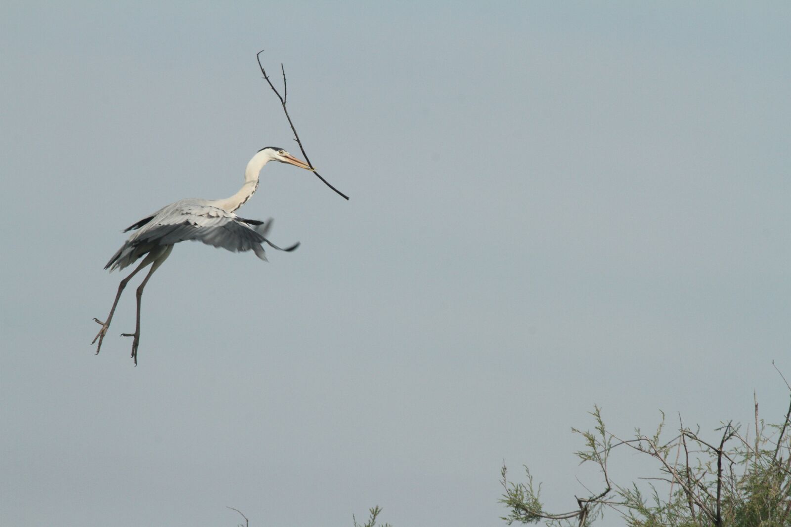 Canon EF 100-400mm F4.5-5.6L IS USM sample photo. Heron, sky, birds photography