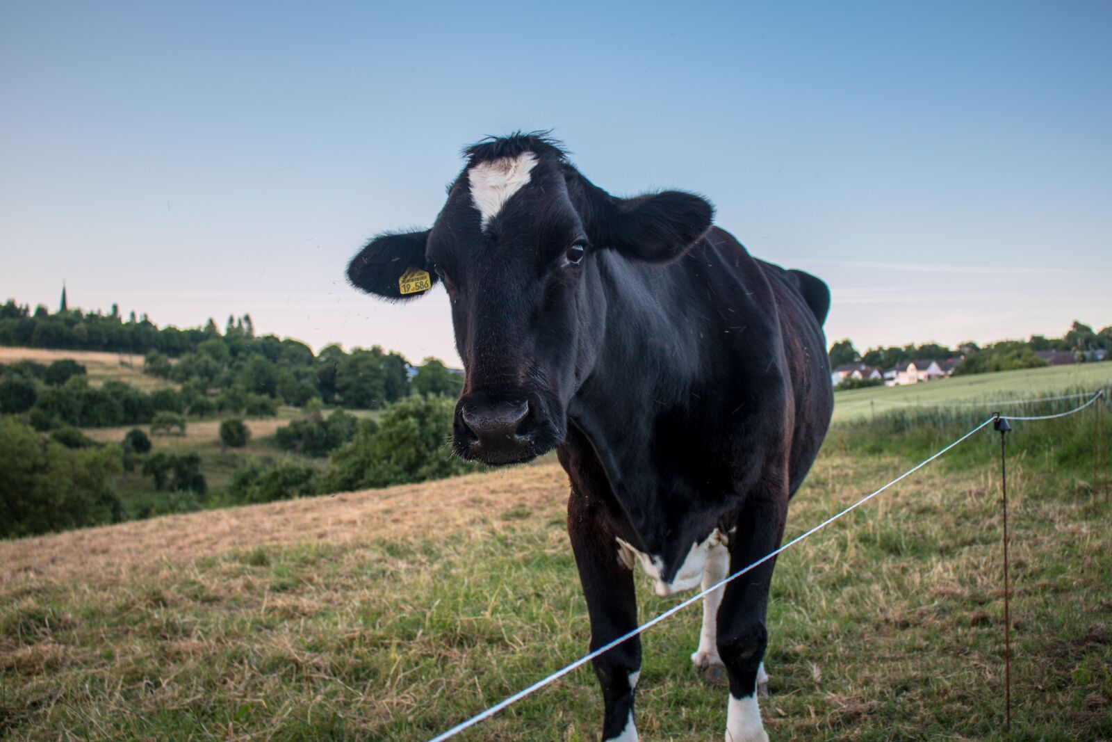 Canon EOS 70D sample photo. Cow, pasture, agriculture photography