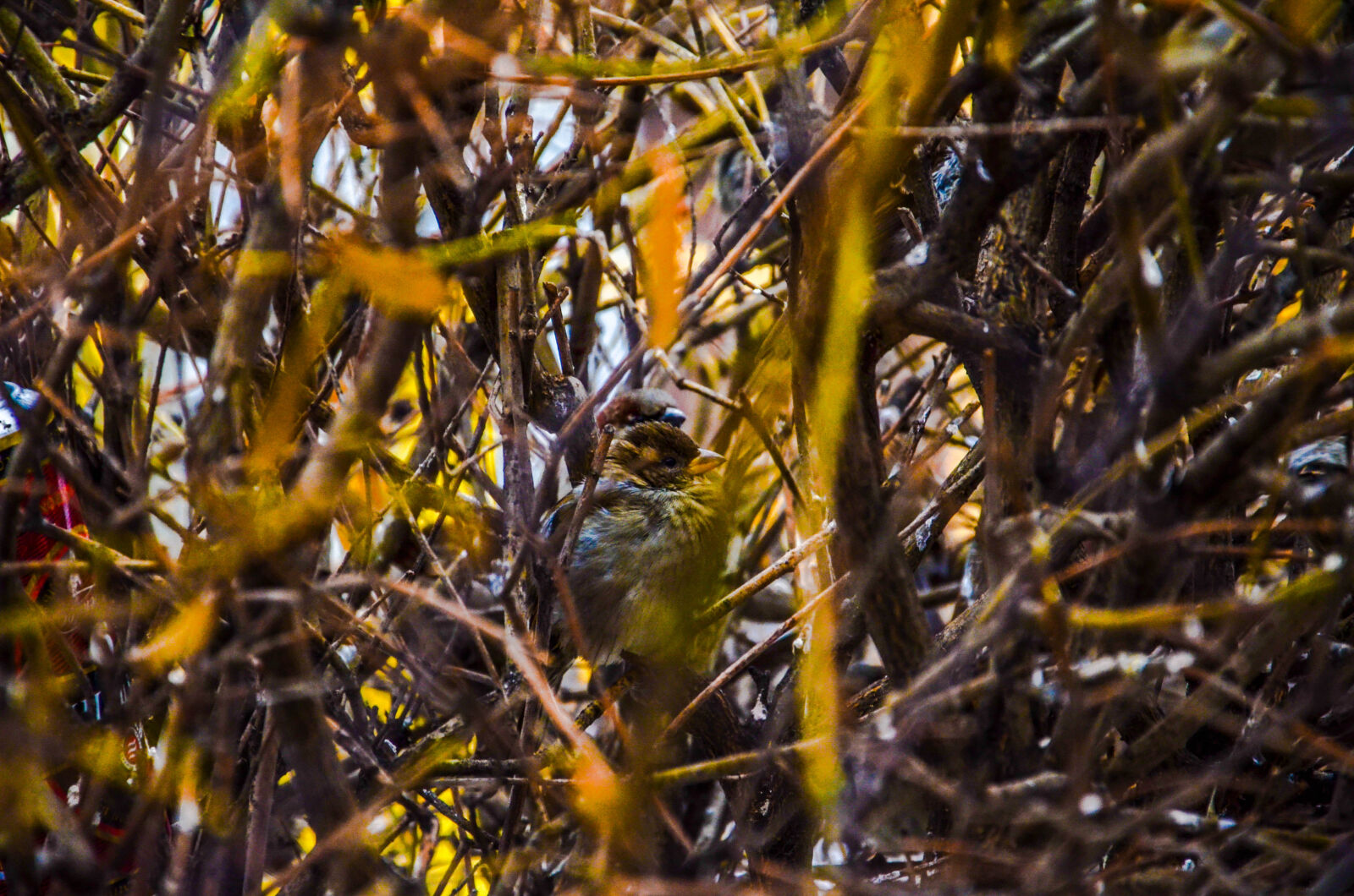 Nikon D5100 sample photo