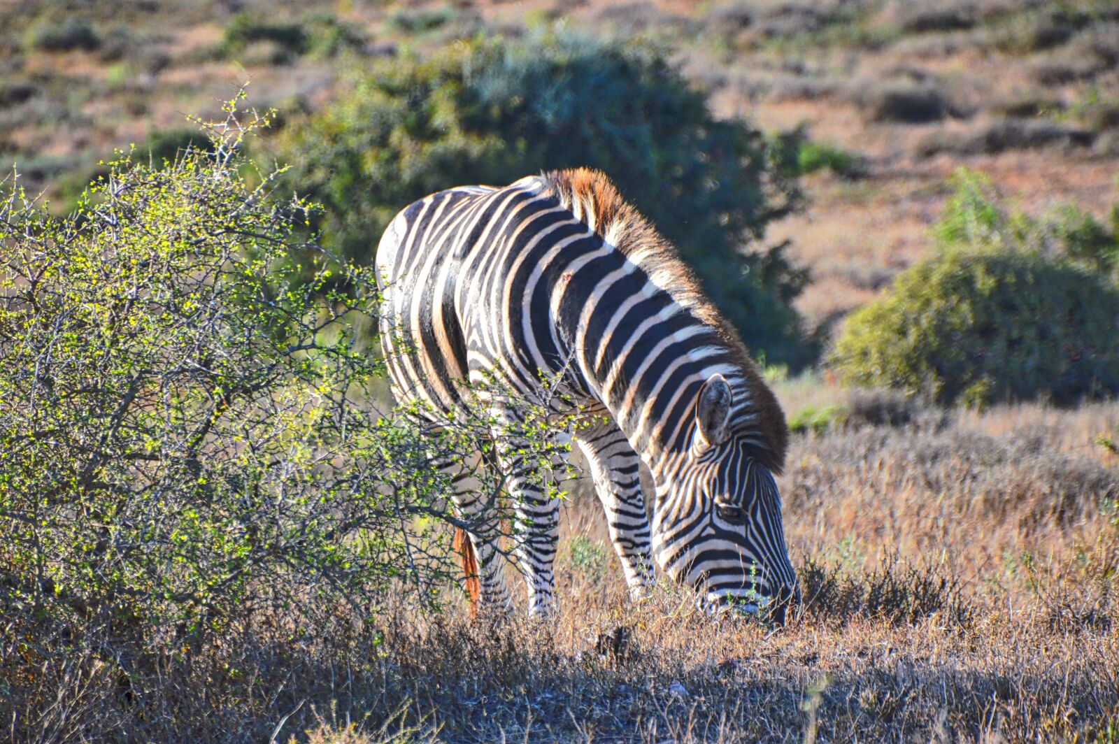 Nikon D3200 sample photo. Animal, grazing, mammal photography