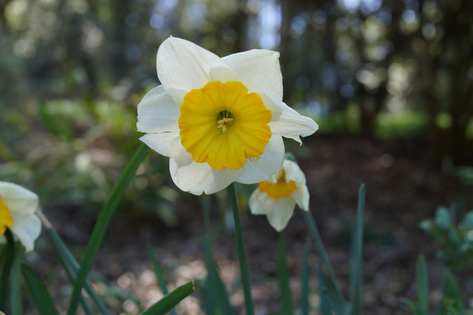 Sony Cyber-shot DSC-RX1R sample photo. Native flowers, blooming, national photography