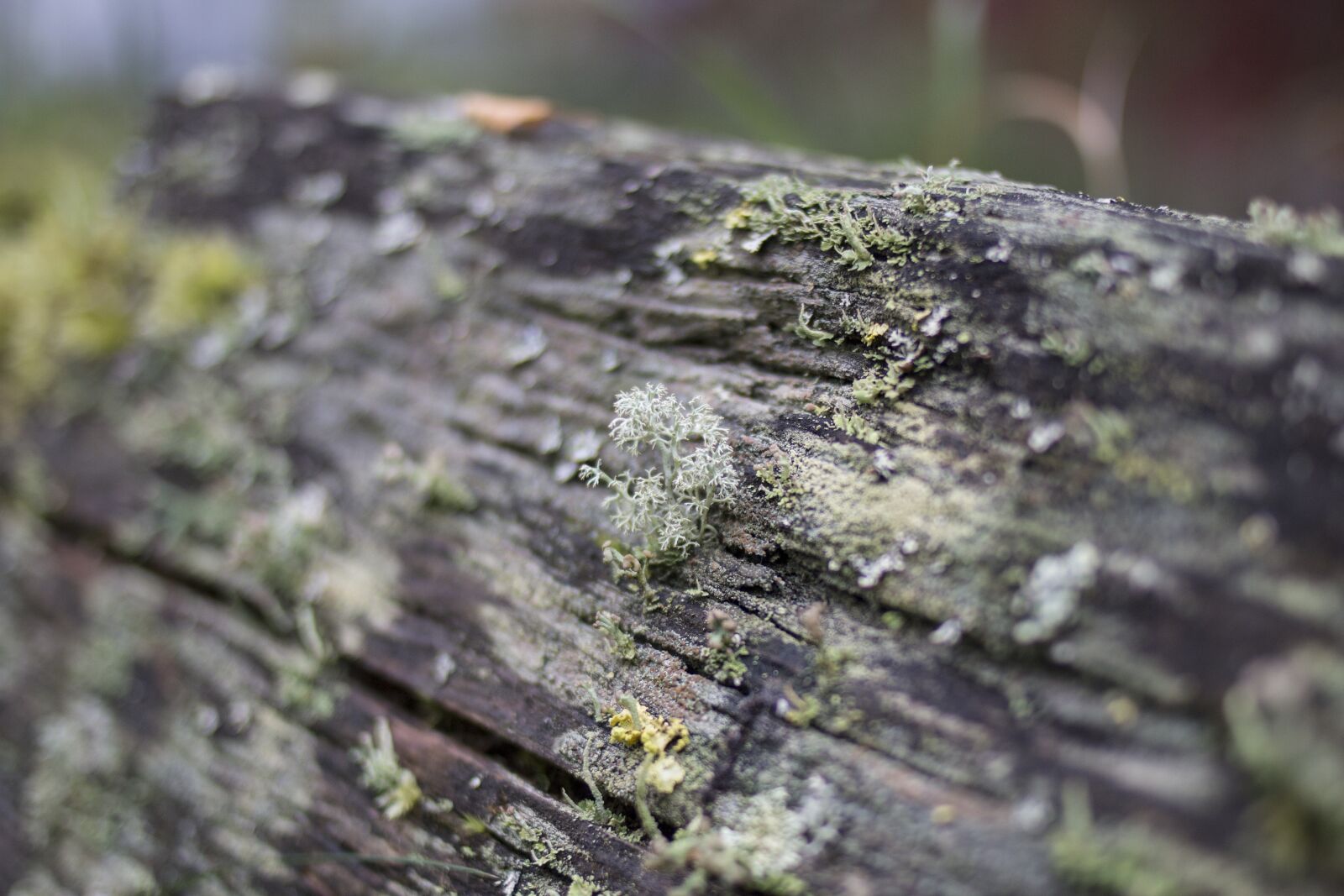 Canon EOS 70D + Canon EF 35mm F2 sample photo. Lichen, detail, macro photography
