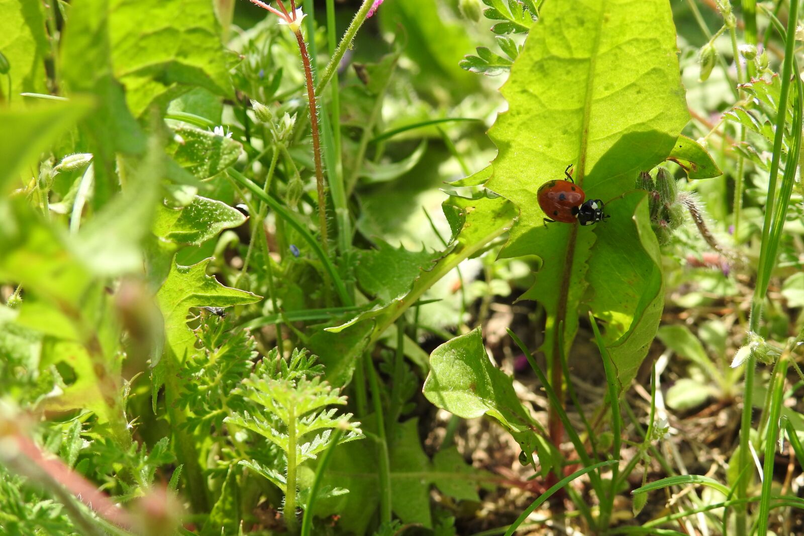 Nikon Coolpix P900 sample photo. Leaf, plant, nature photography