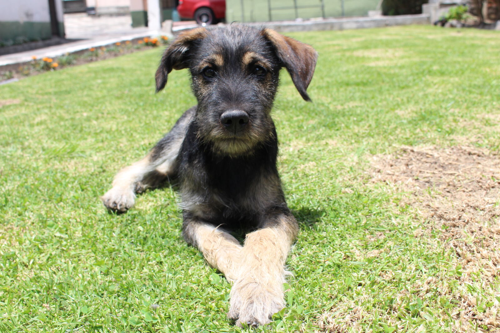 Canon EOS 700D (EOS Rebel T5i / EOS Kiss X7i) sample photo. Baby, dog photography