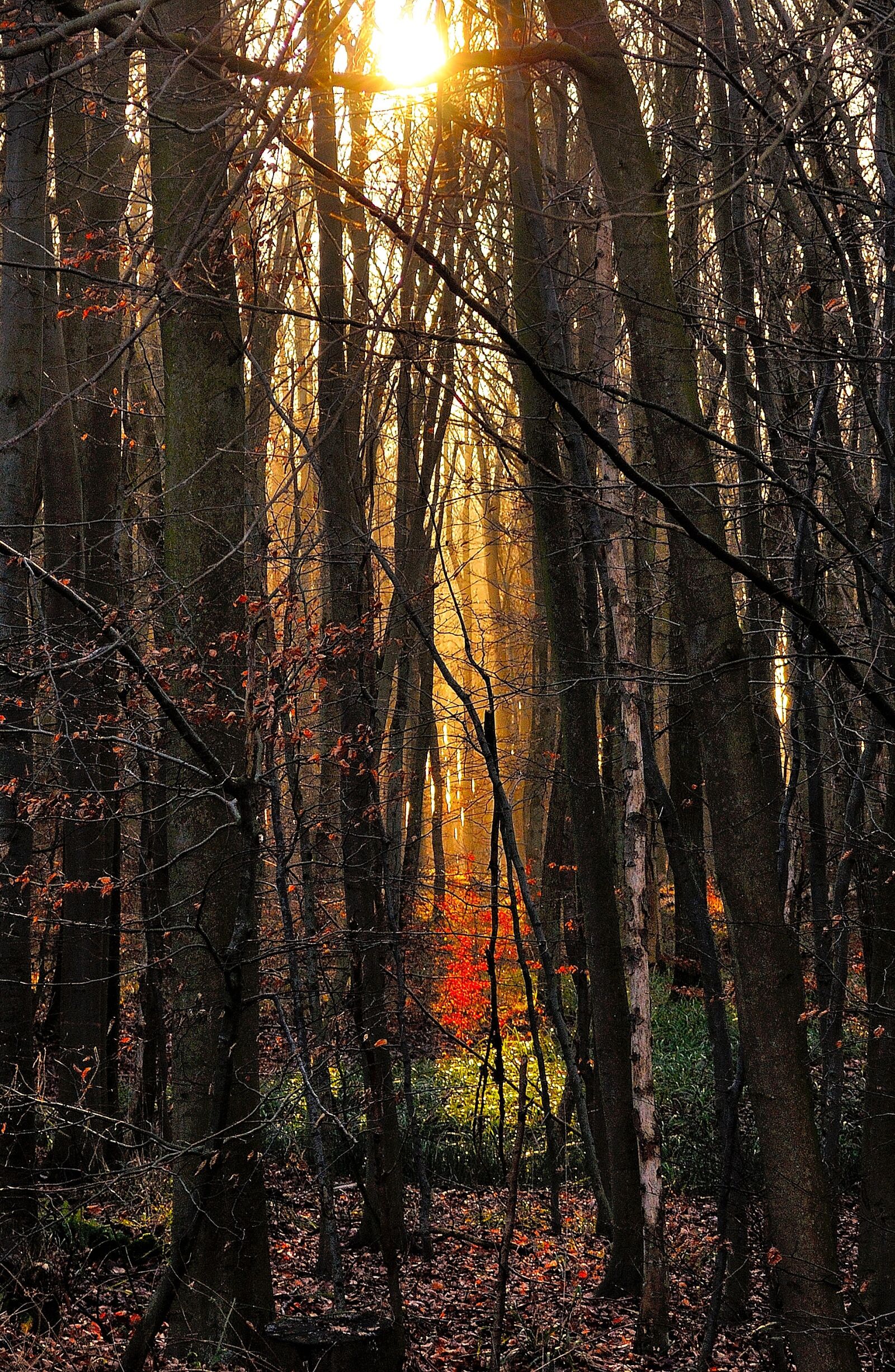 Nikon D5000 sample photo. Forest, trees, morgenstimmung photography