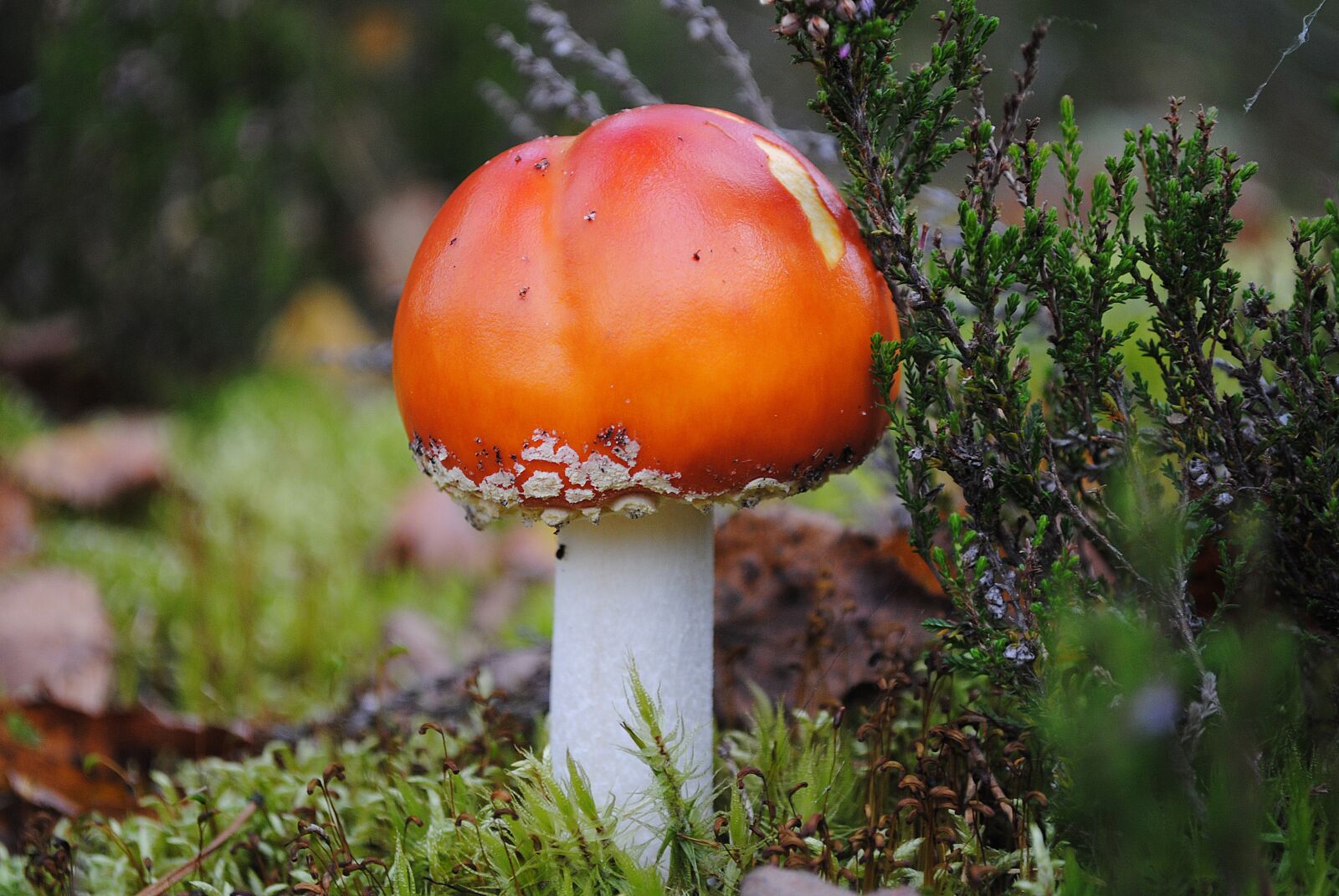 Nikon D3000 sample photo. Mushrooms, forest, nature photography