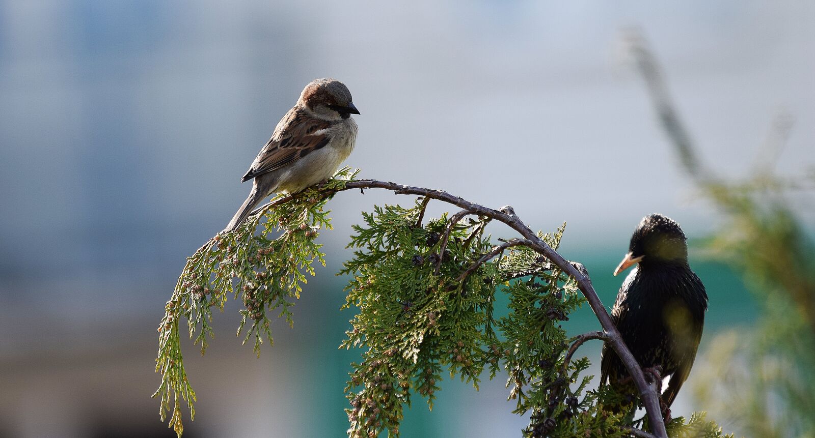 Nikon D5300 sample photo. Bird, nature, grass photography