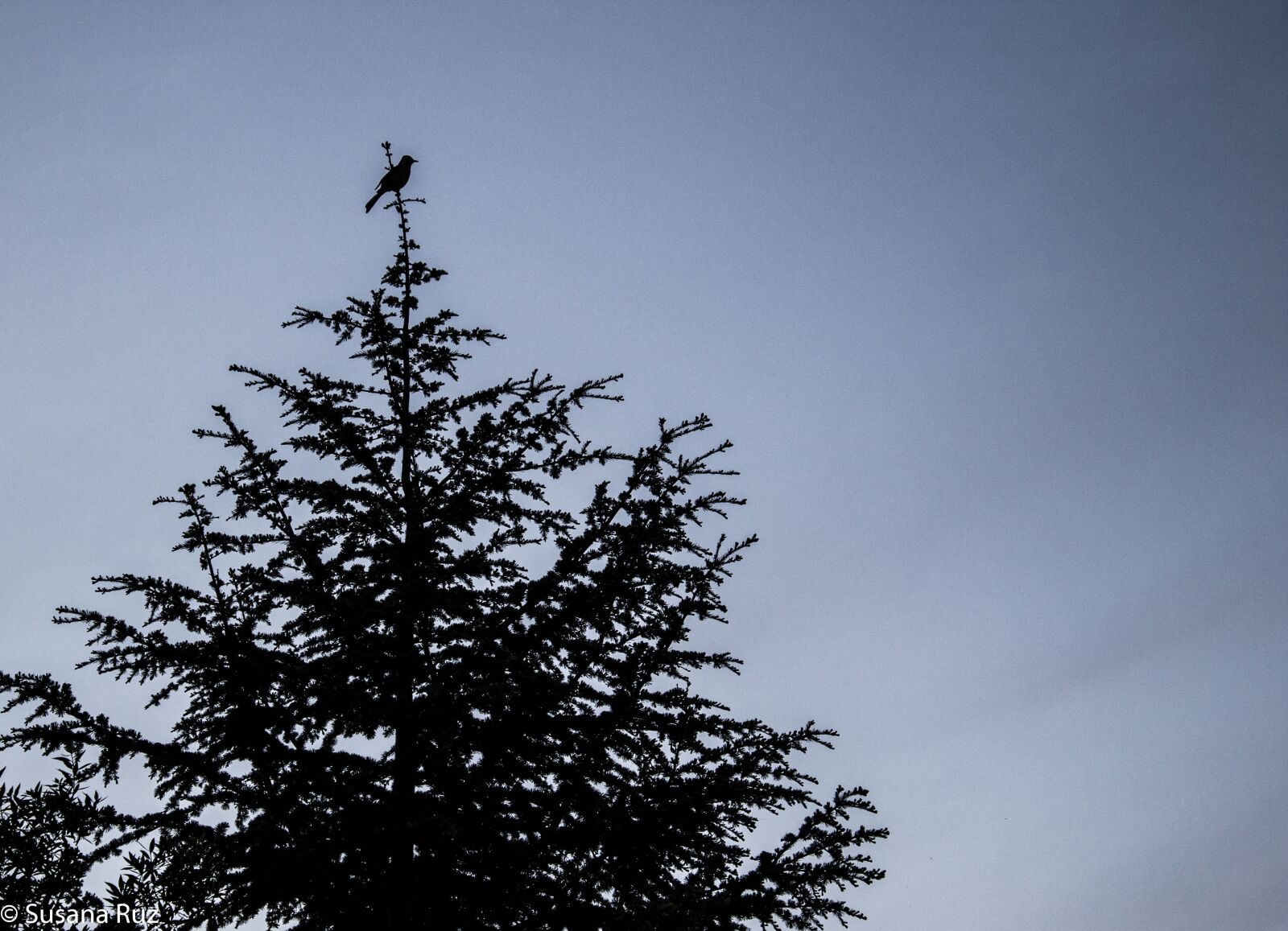 Canon EOS 1100D (EOS Rebel T3 / EOS Kiss X50) sample photo. Tree, shadow, landscape photography