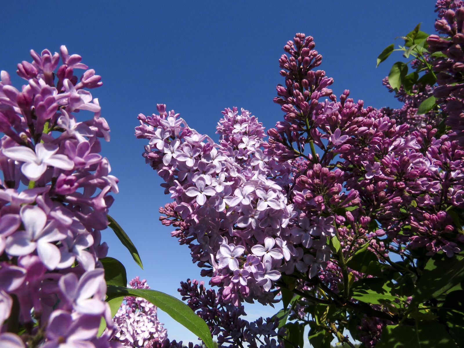 Canon PowerShot SX60 HS sample photo. Flowers, lilac, bloom photography