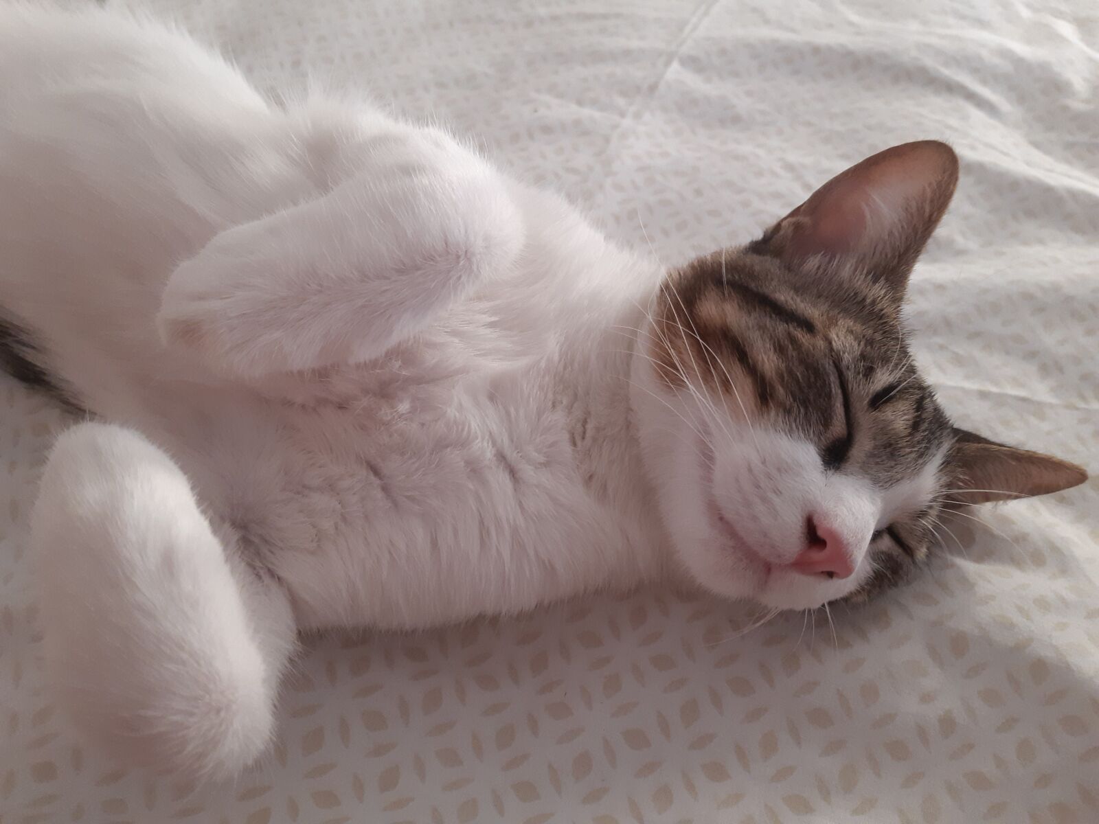 Samsung Galaxy A30 sample photo. Gata, sleeping, feline photography