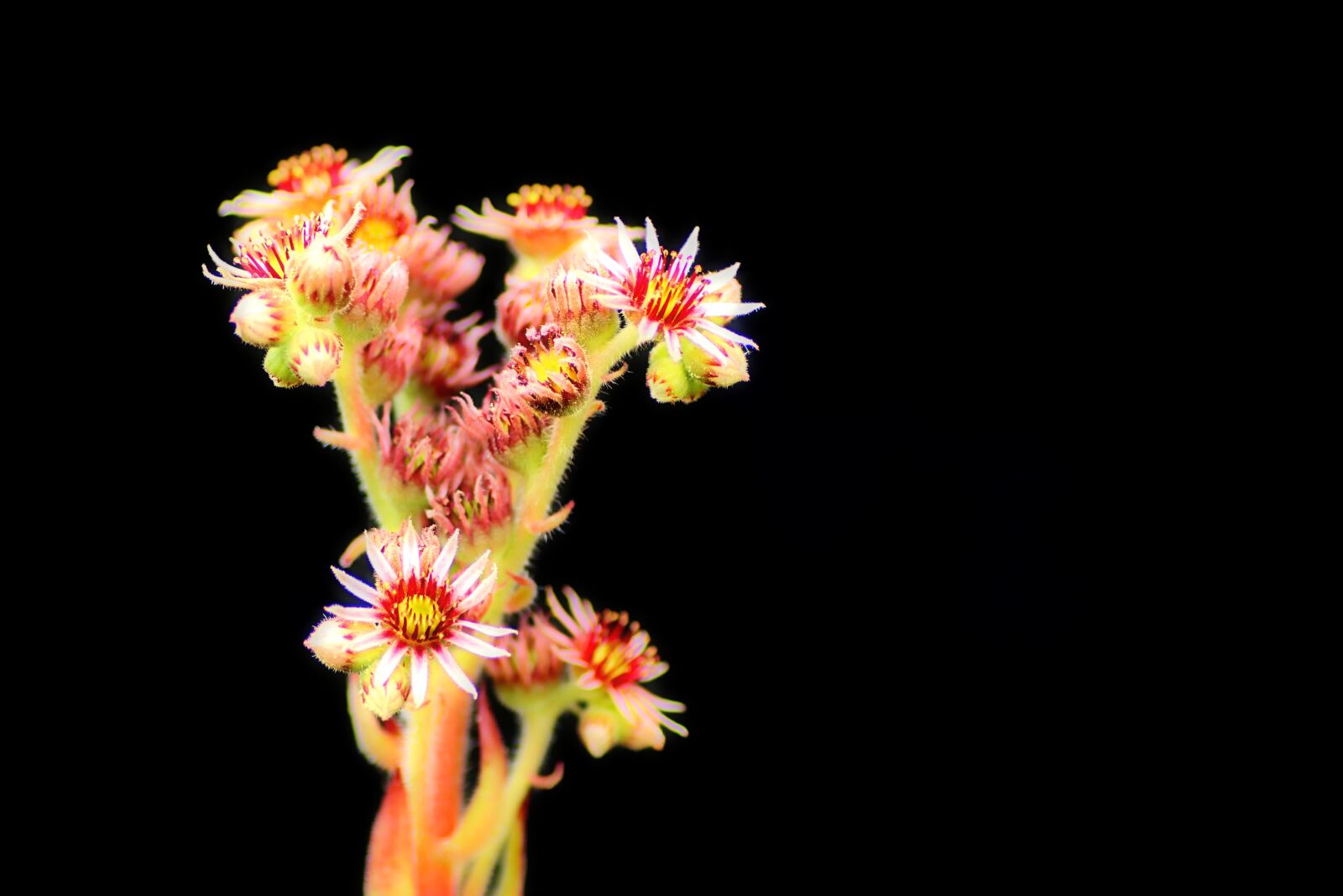 Tamron SP 90mm F2.8 Di VC USD 1:1 Macro sample photo. Succulent, flowers, plant photography