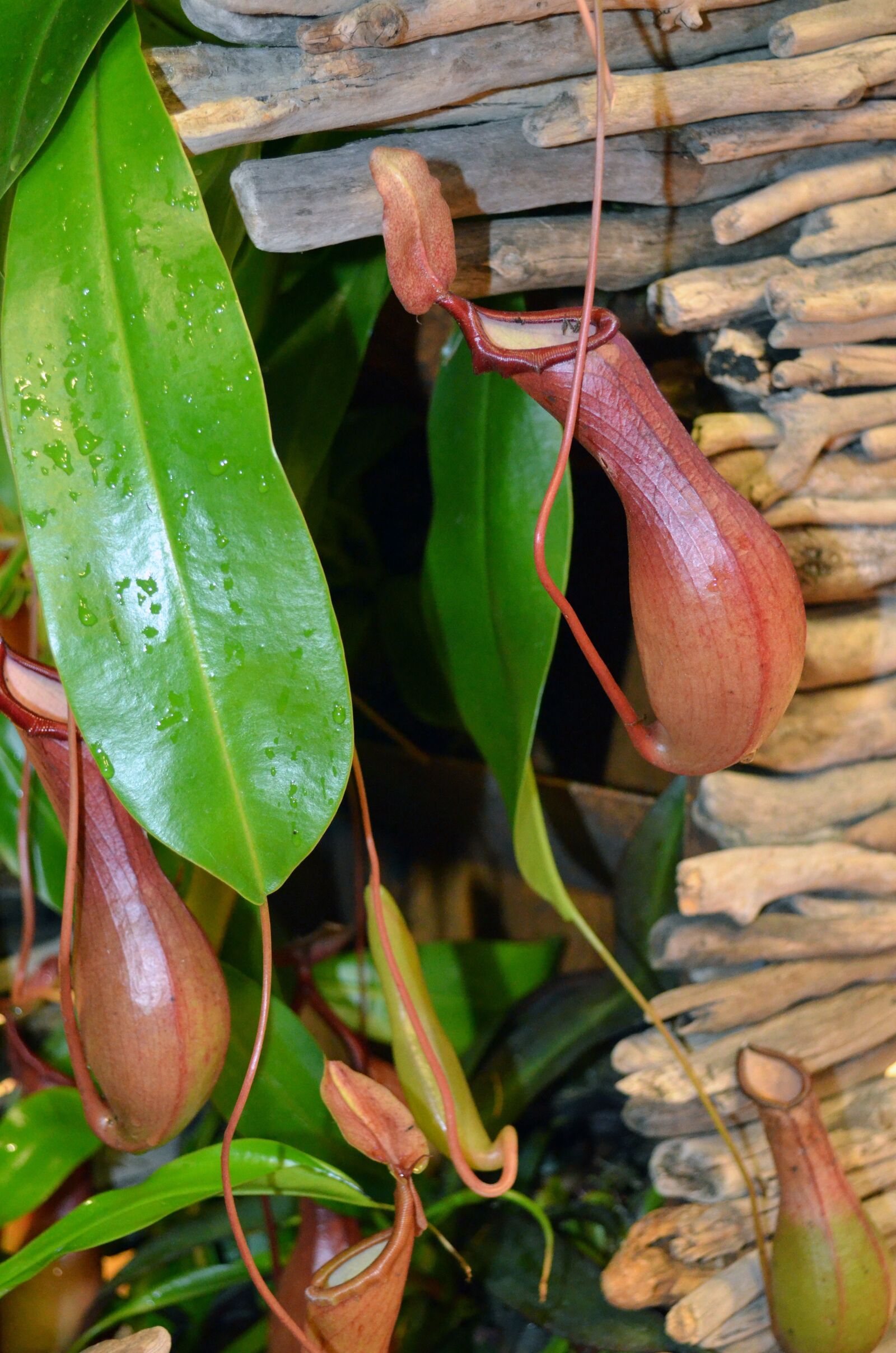 Nikon D5100 sample photo. Pitcher plant, wood, carnivores photography