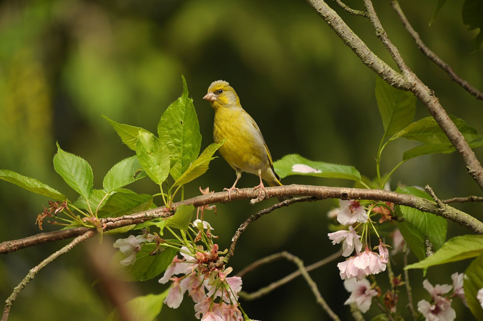 Nikon D3S sample photo. Greenfinch, fink, bird photography