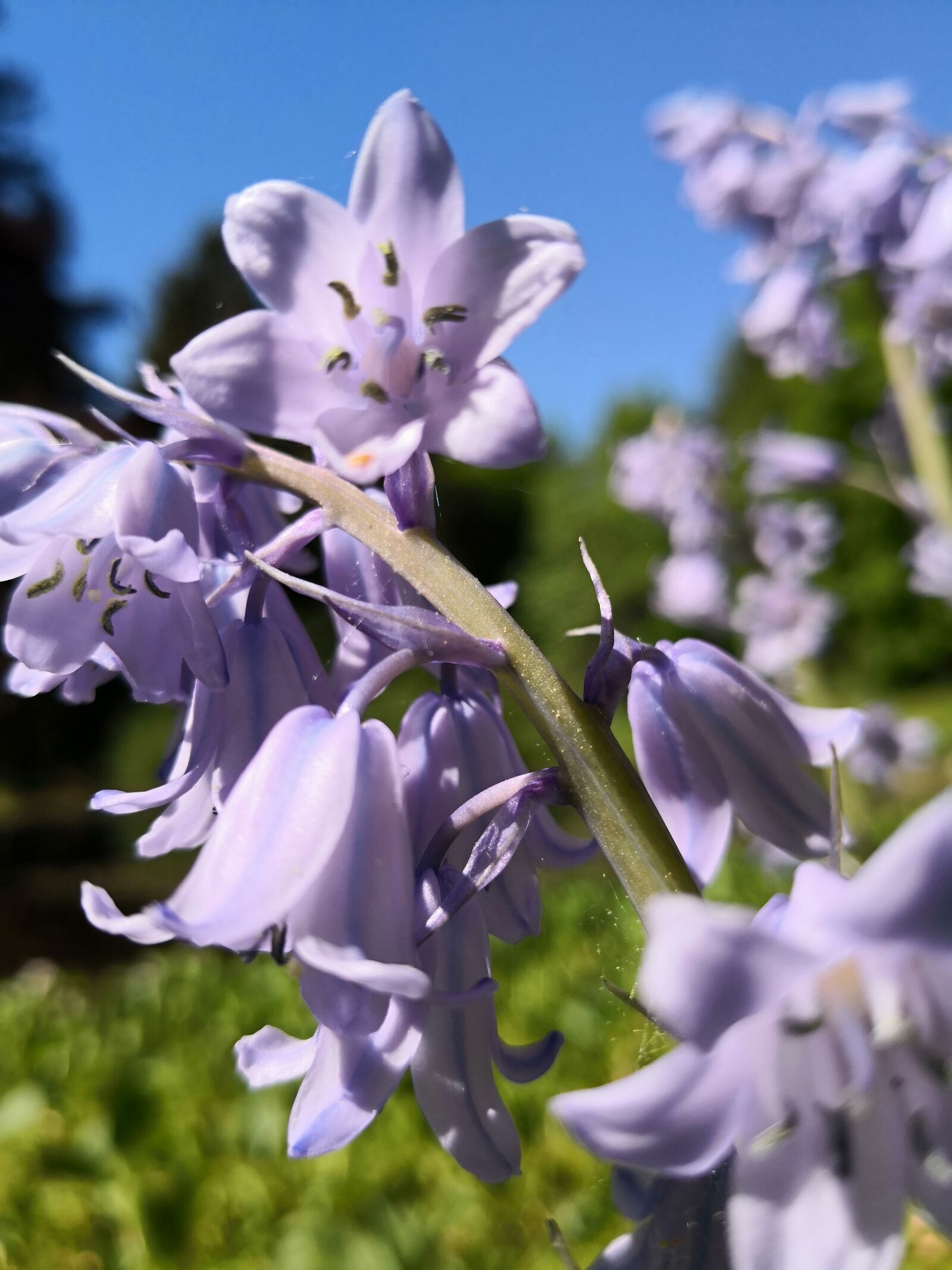 HUAWEI Mate 10 Pro sample photo. Flower, lilac, spring photography