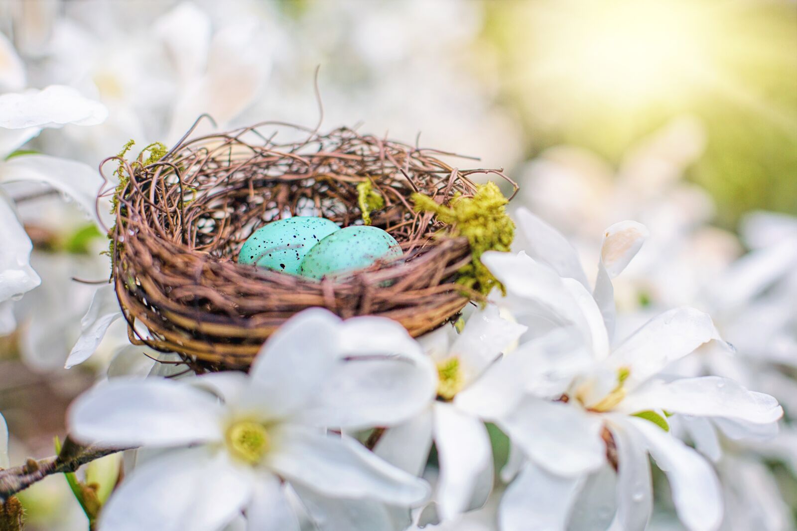 Canon EF 50mm F1.4 USM sample photo. Nest, robin eggs, eggs photography