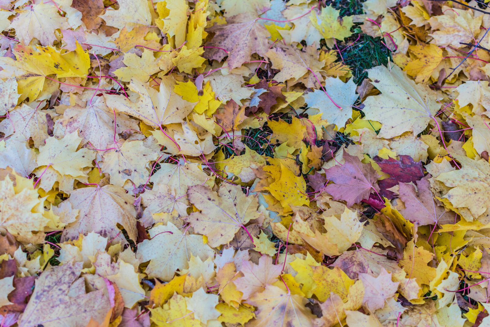 Nikon D5300 sample photo. Autumn, leaves, fall photography