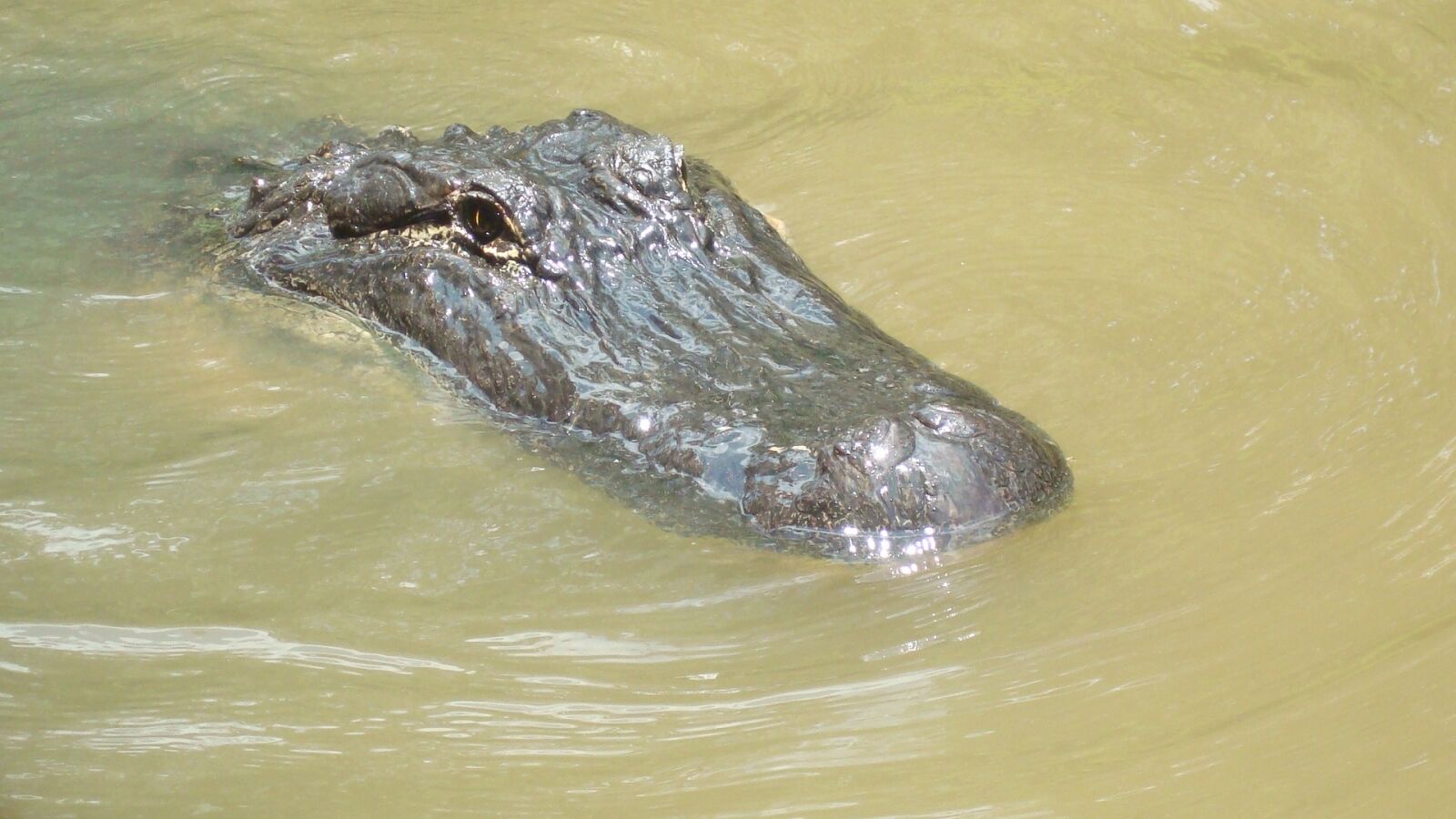 Sony DSC-W90 sample photo. Alligator, swamp, reptile photography
