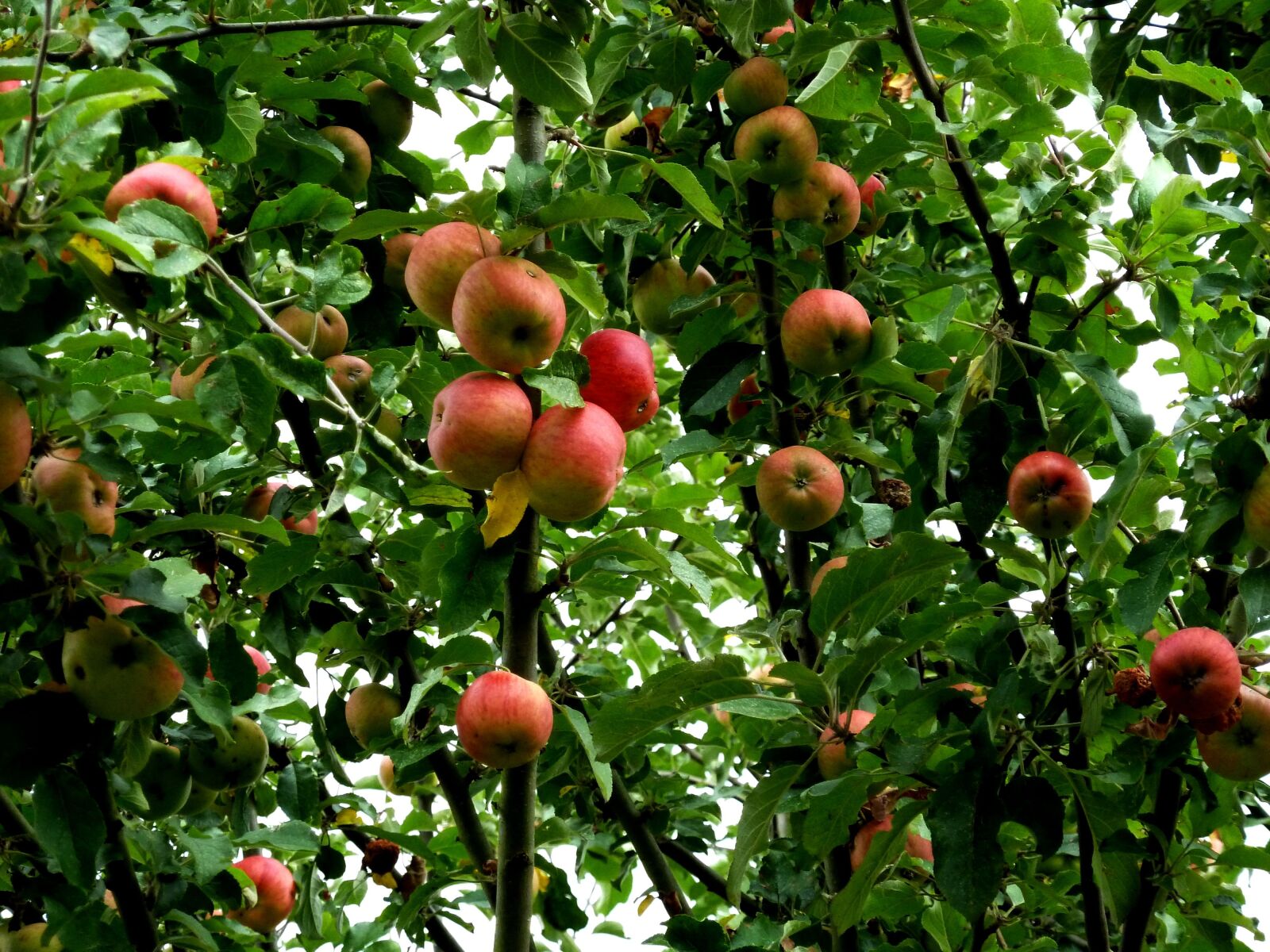 Panasonic Lumix DMC-ZS7 (Lumix DMC-TZ10) sample photo. Apple tree, apple, fruit photography